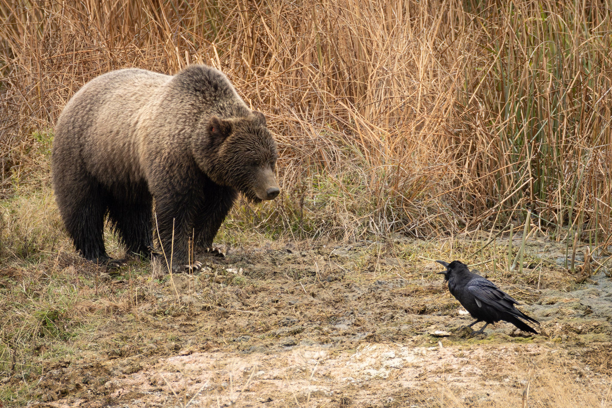 Yellowstone Fall - 2026