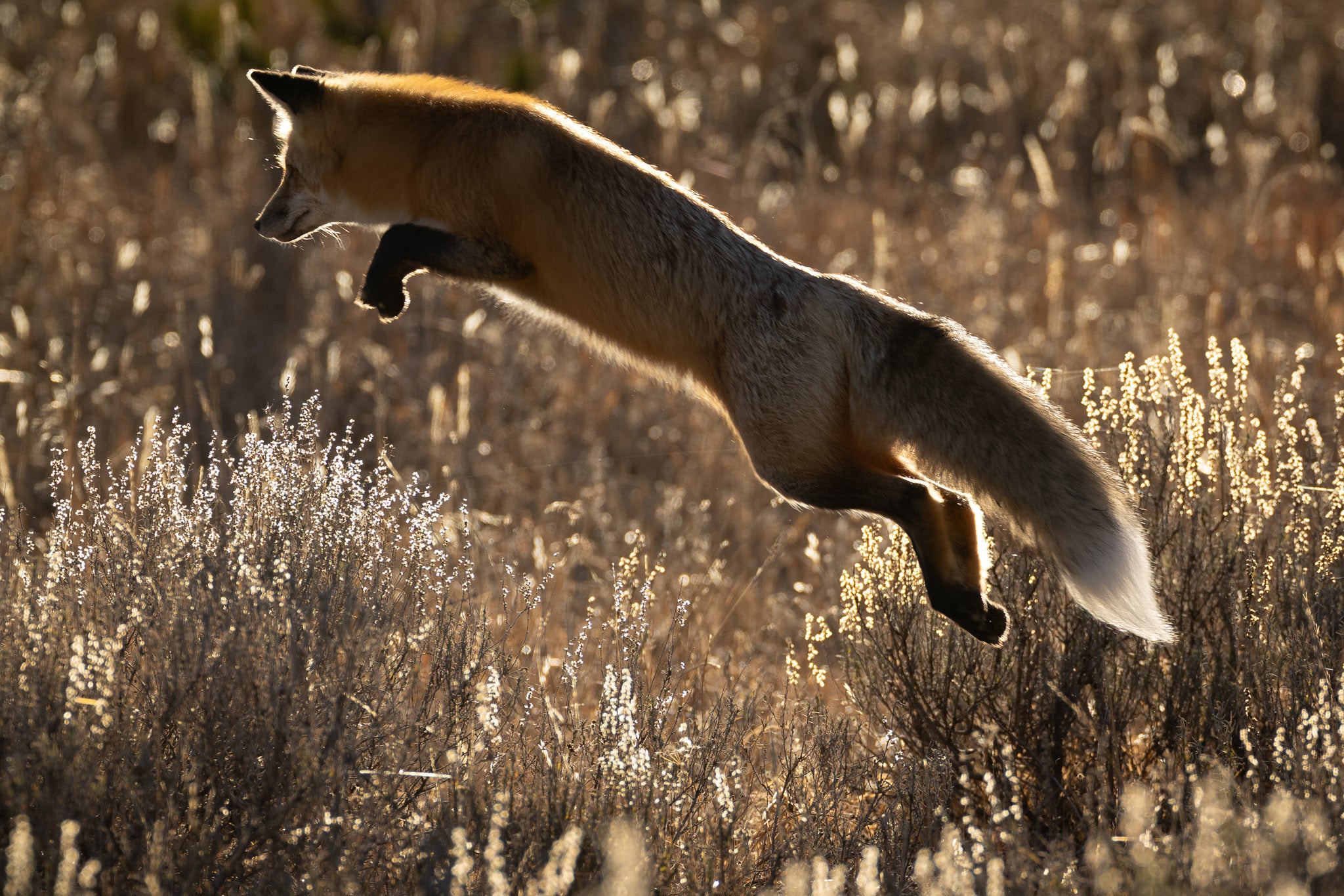Yellowstone Fall - 2026