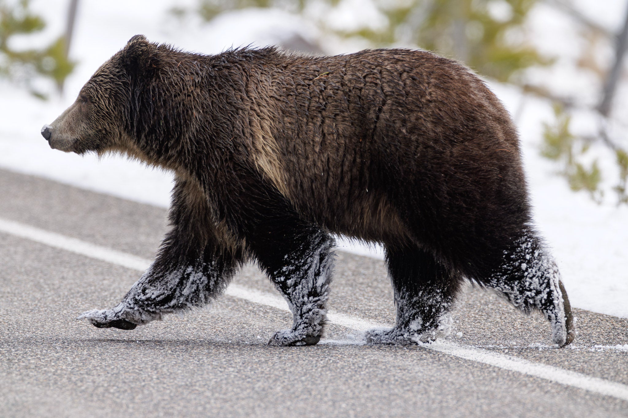 Yellowstone Fall - 2026