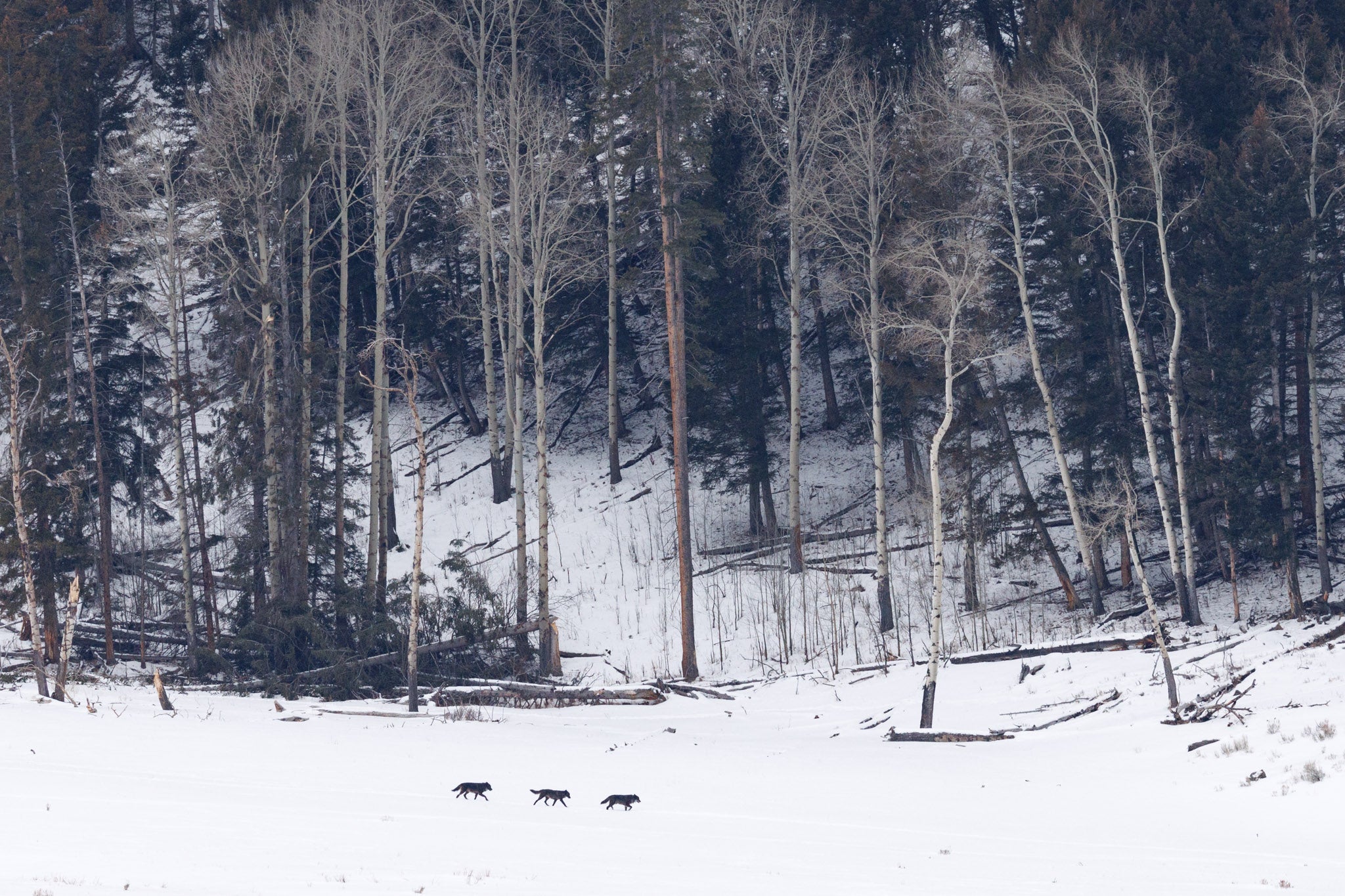 Yellowstone Winter 2026-2027