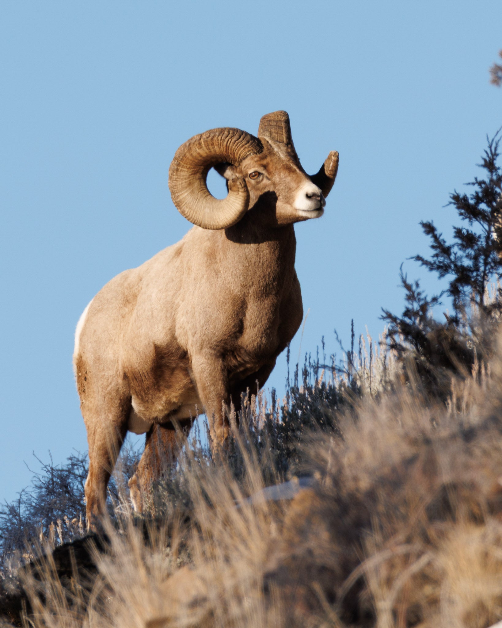 Yellowstone Winter 2026-2027
