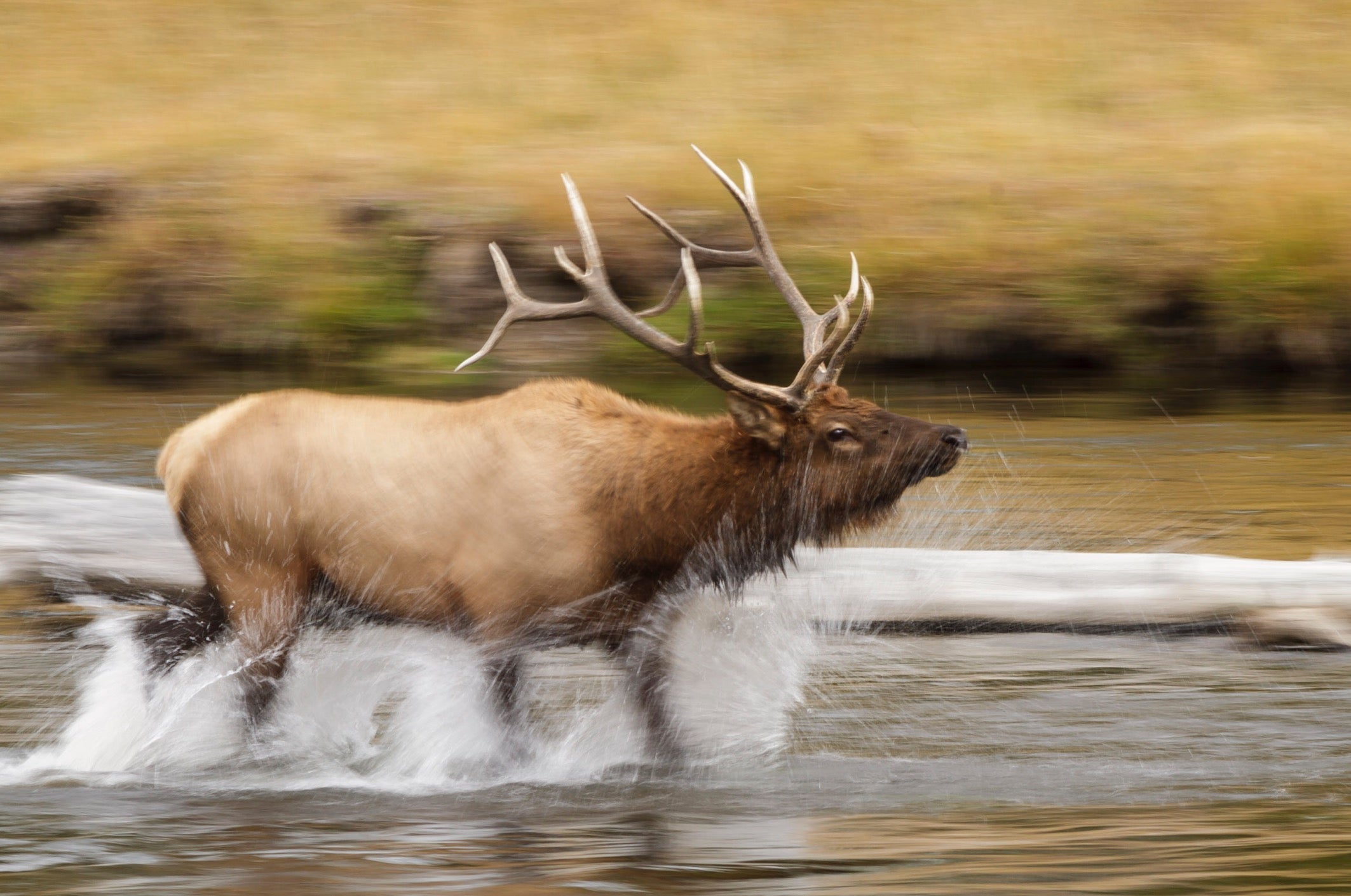 Yellowstone Fall - 2025