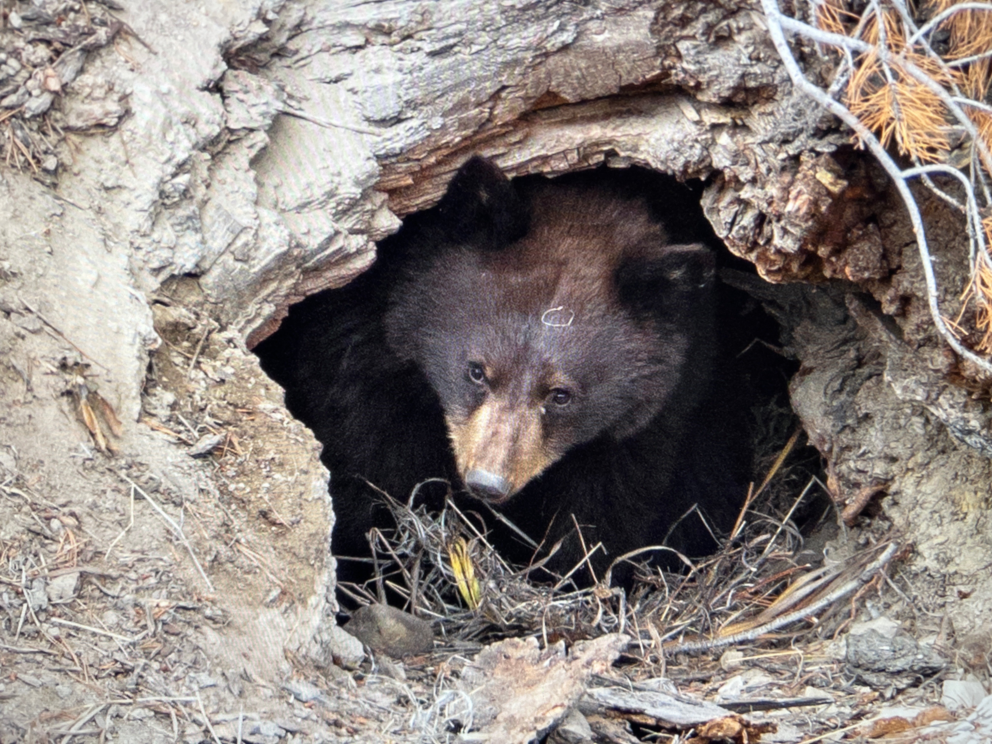 Yellowstone Fall - 2026