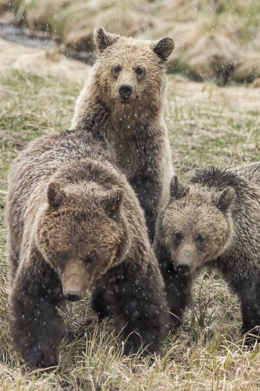 Yellowstone Spring - 2026