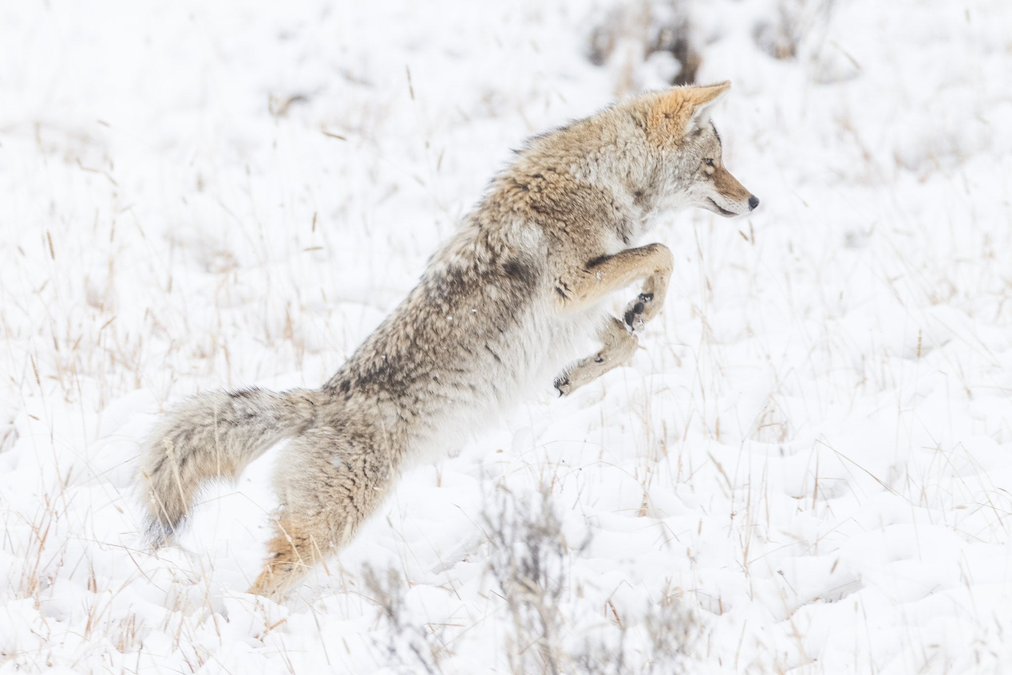 Yellowstone Fall - 2026
