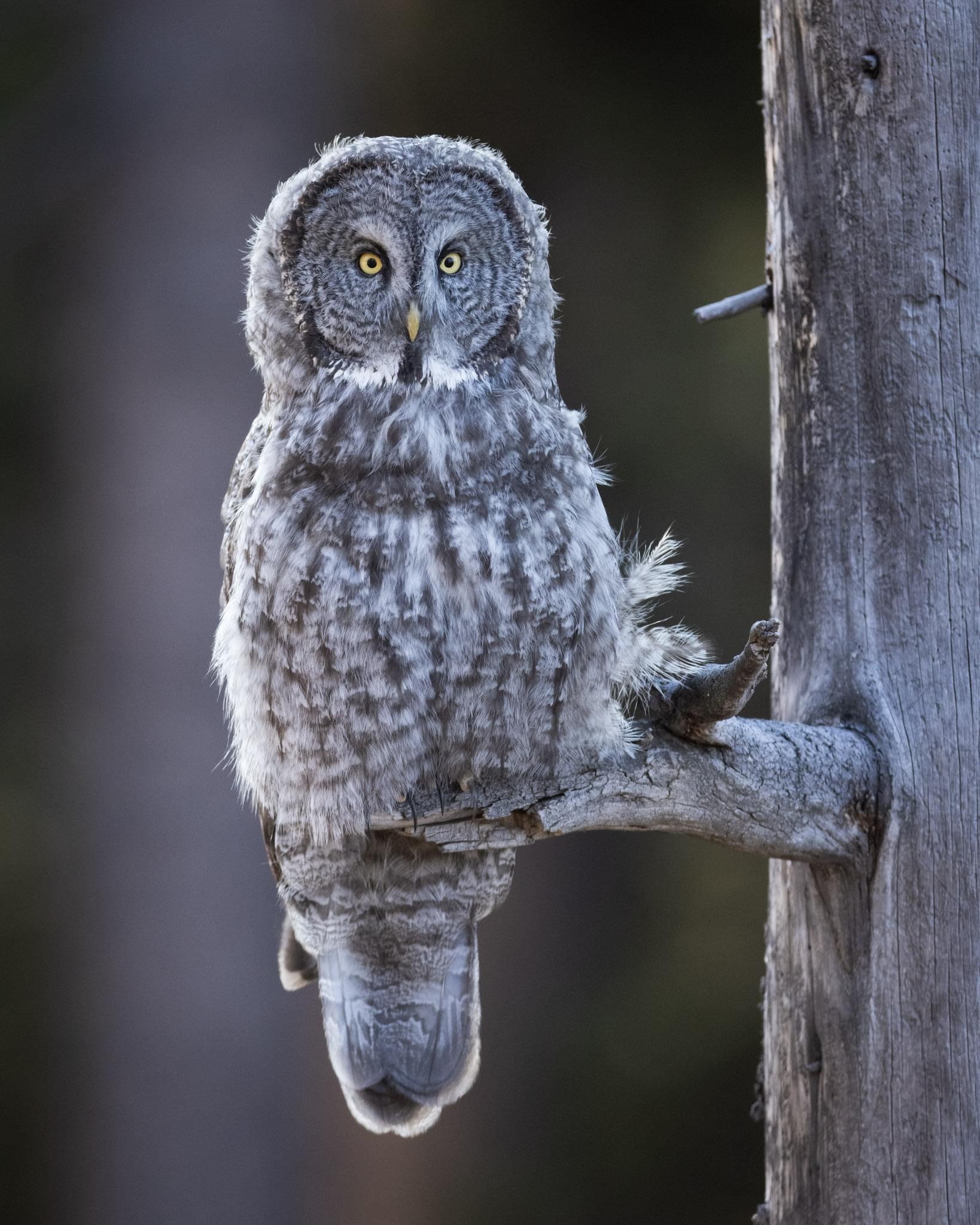 Yellowstone Fall - 2026