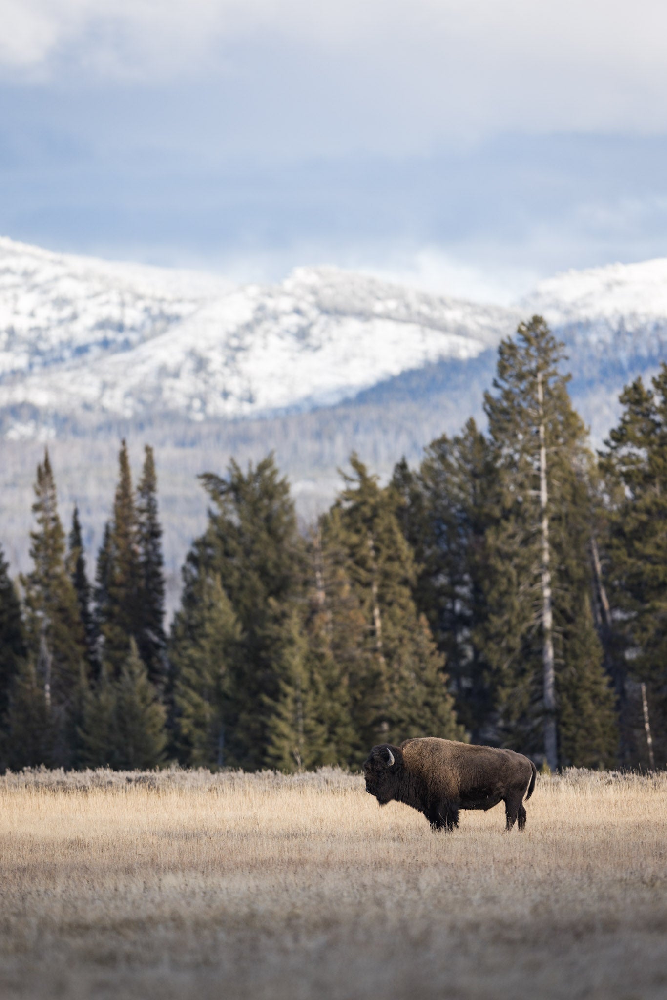 Yellowstone Fall - 2025