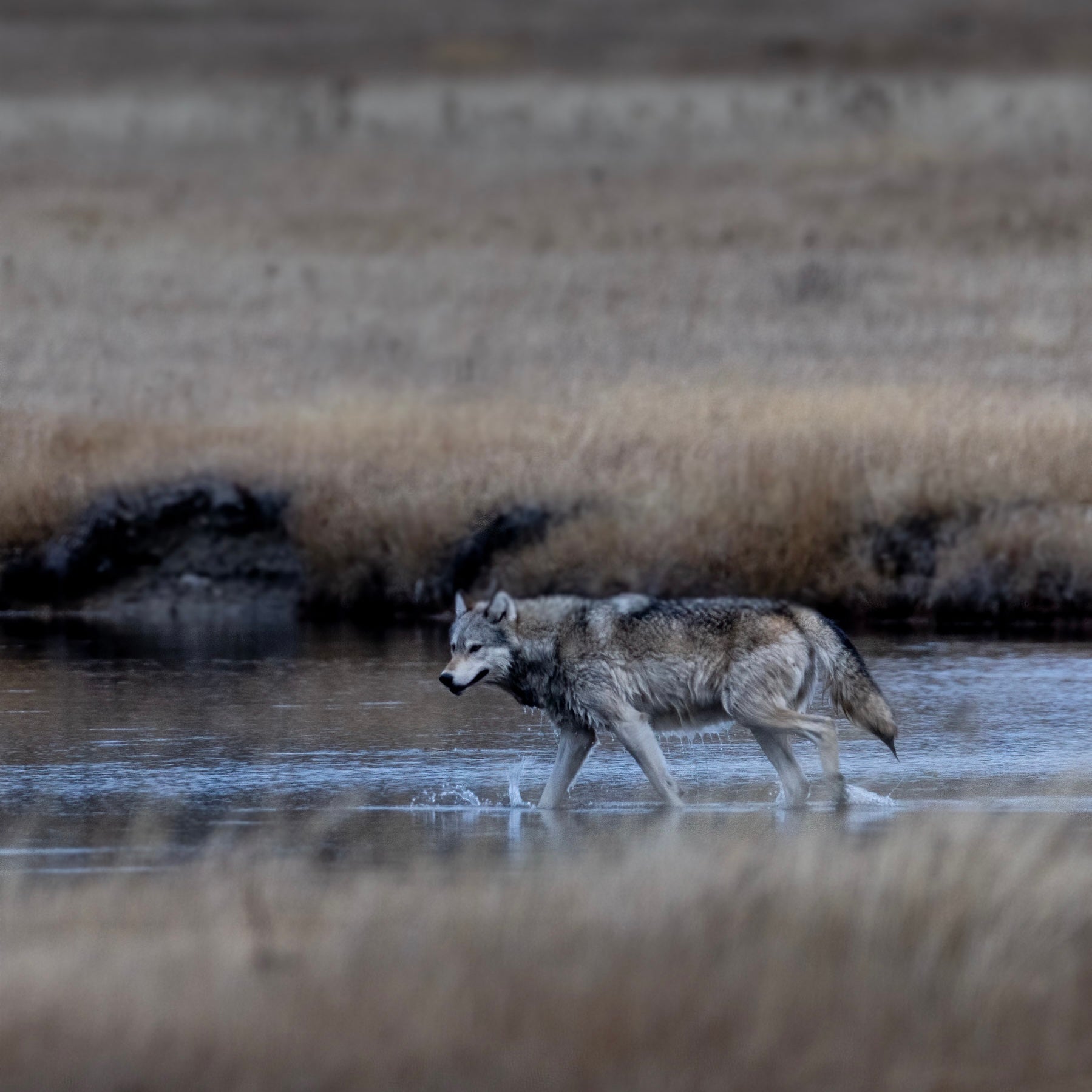 Yellowstone Fall - 2025