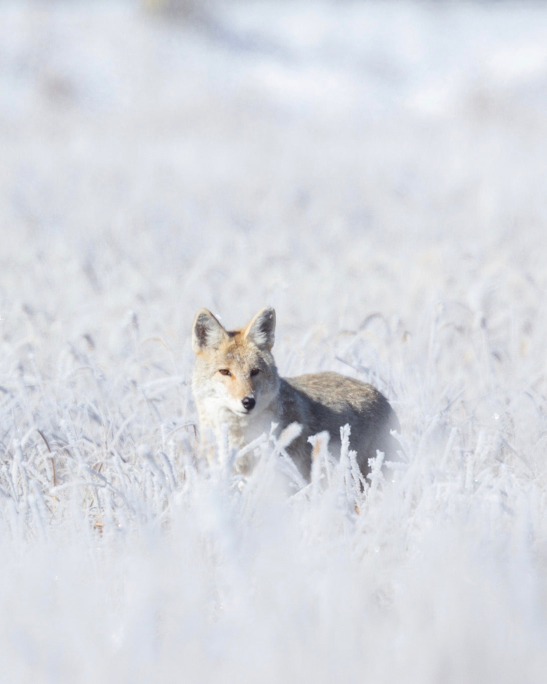 Yellowstone Fall - 2026