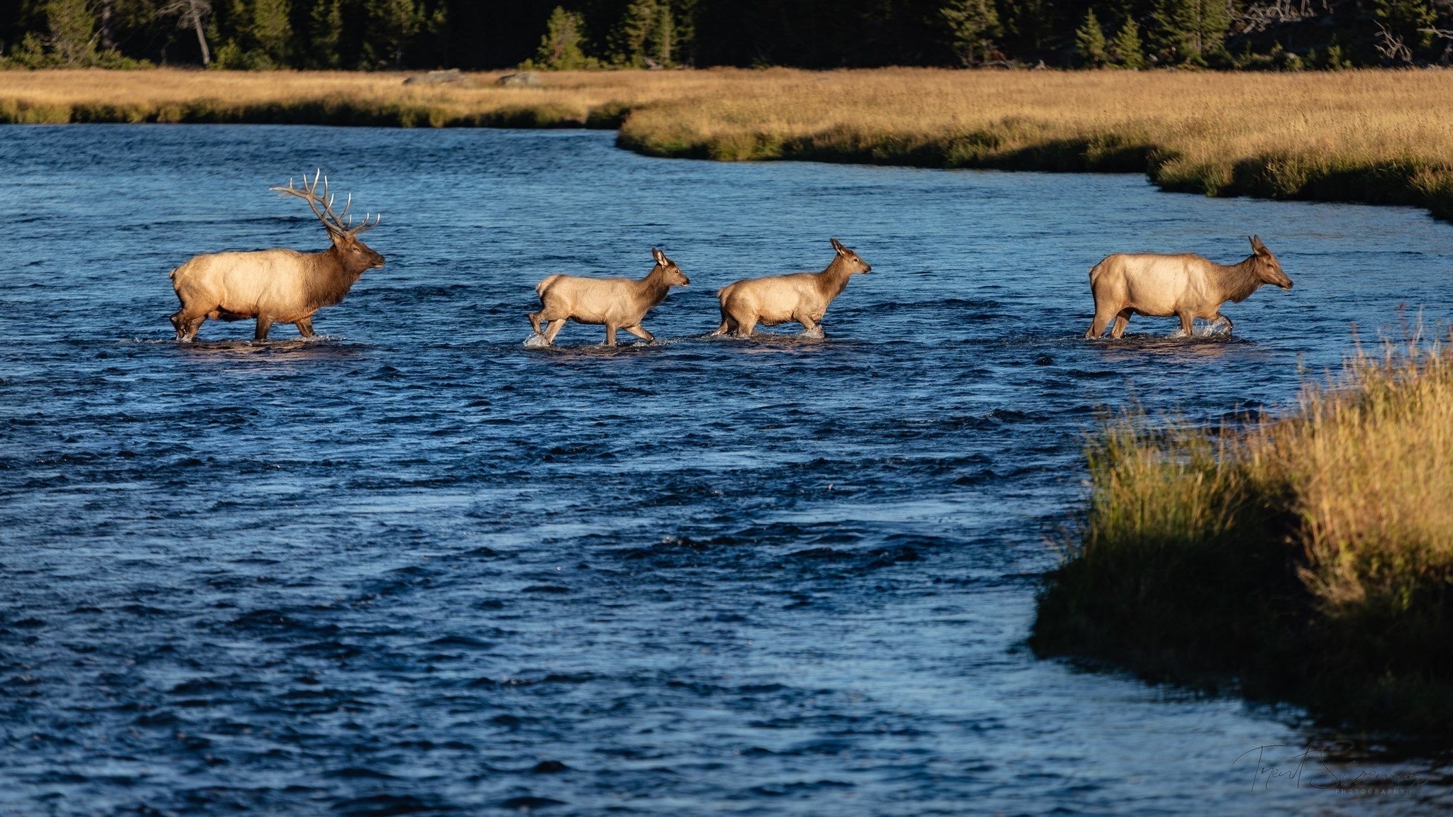 Yellowstone Fall - 2025