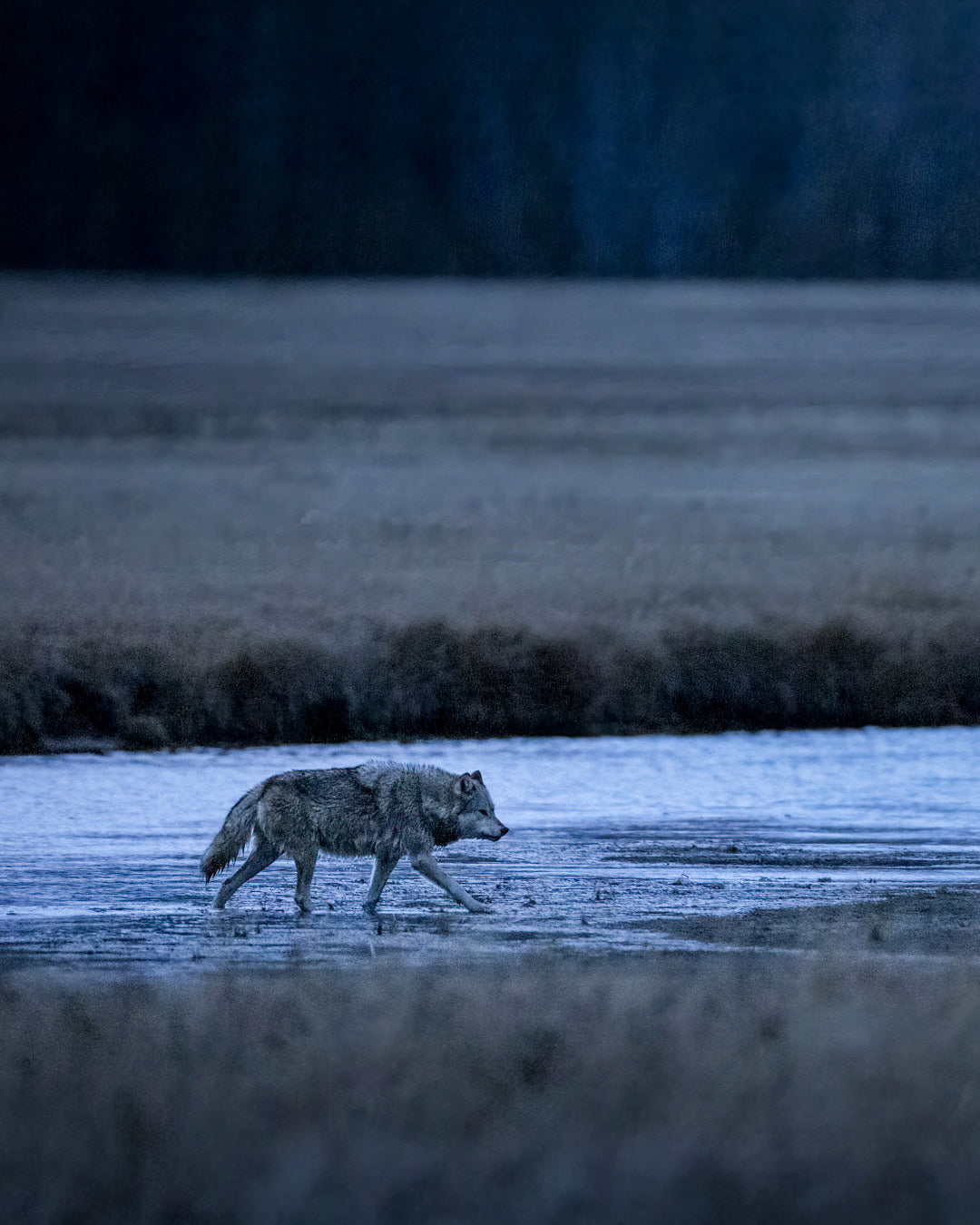 Yellowstone Fall - 2026