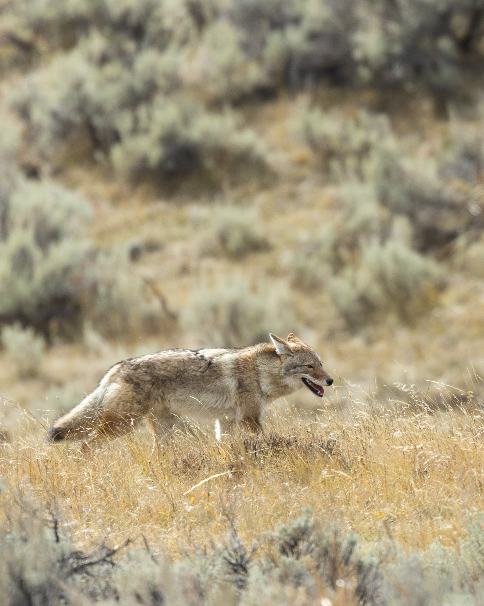 Yellowstone Fall - 2025