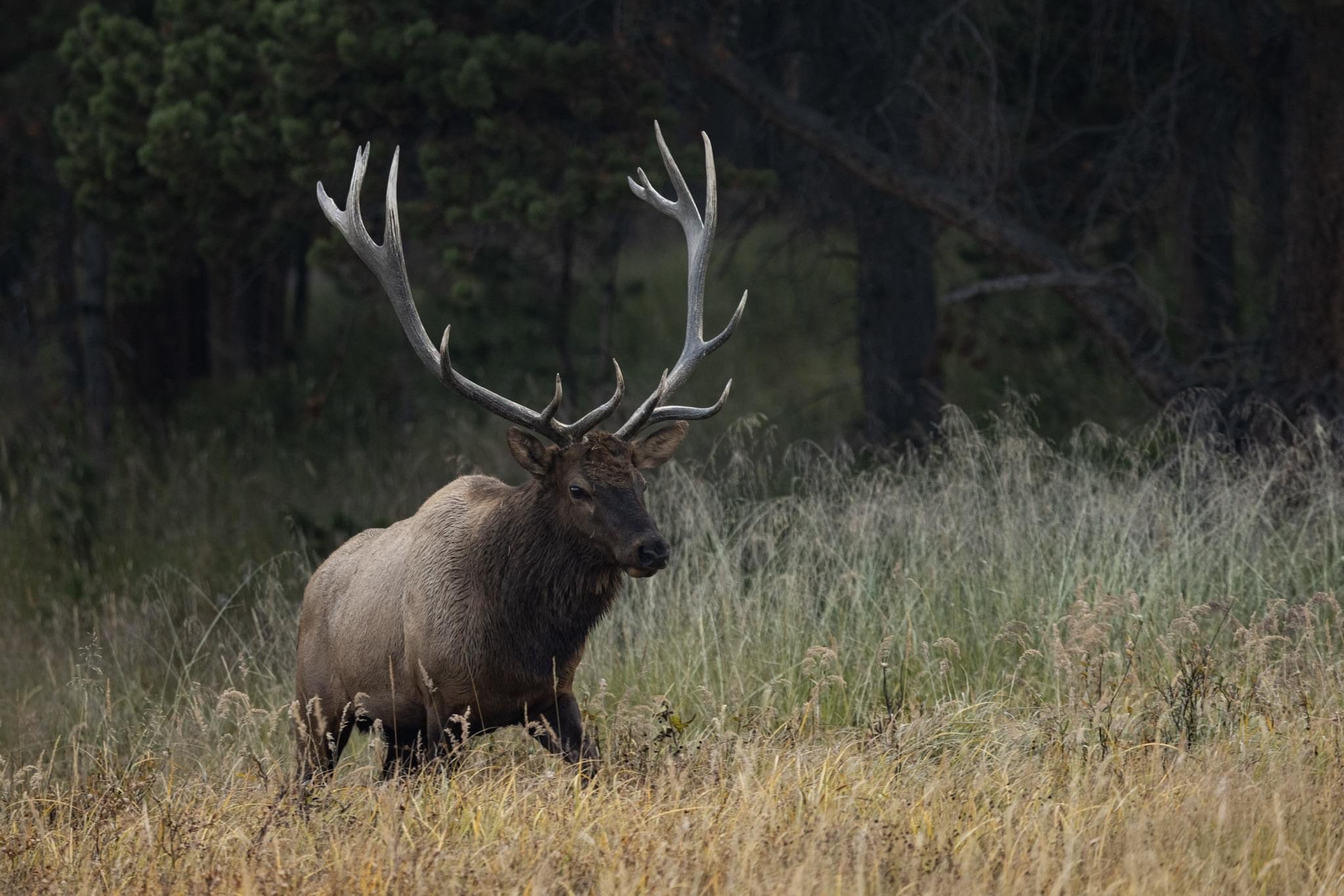 Yellowstone Fall - 2025