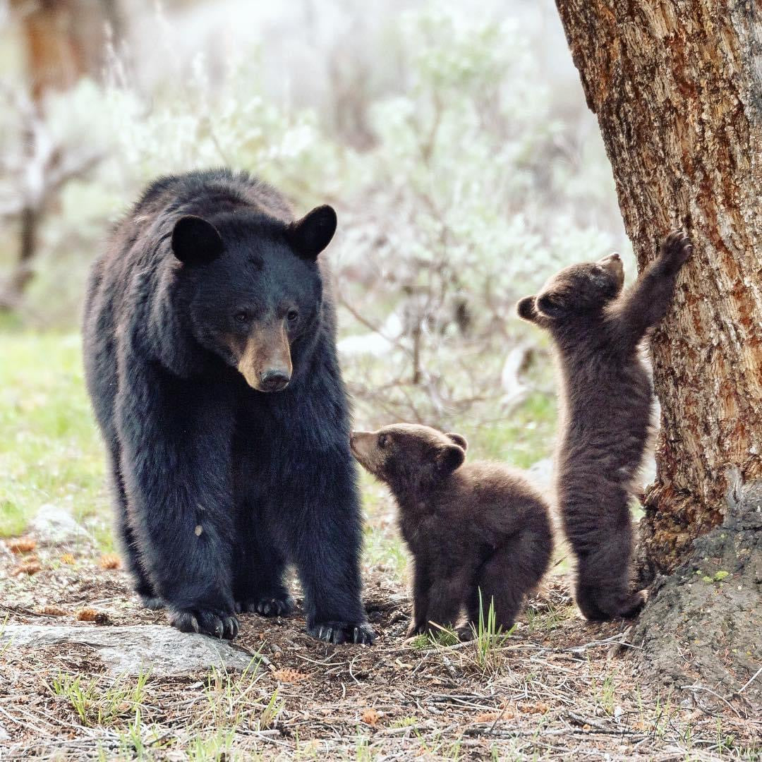 Yellowstone Spring - 2026
