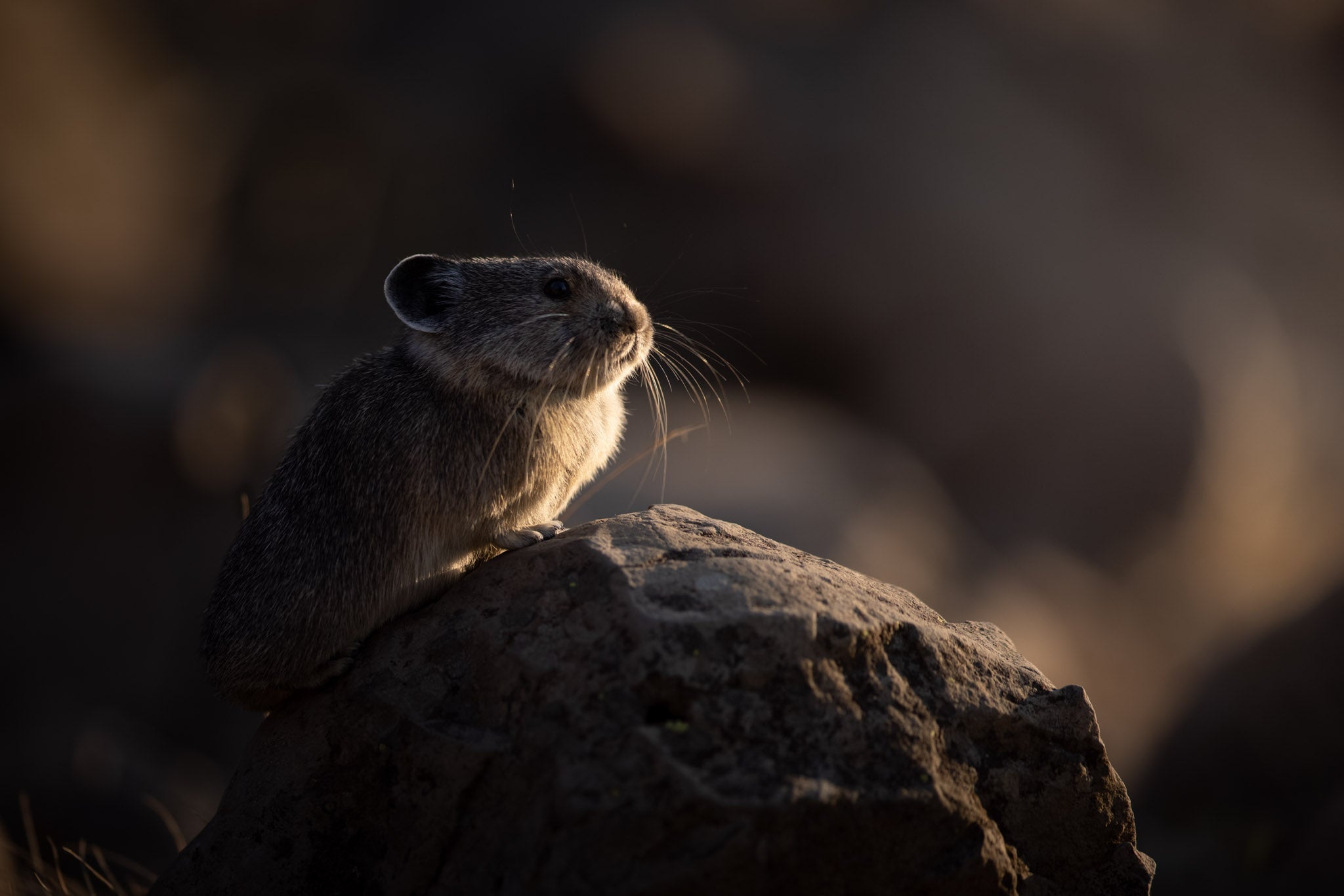Yellowstone Fall - 2026