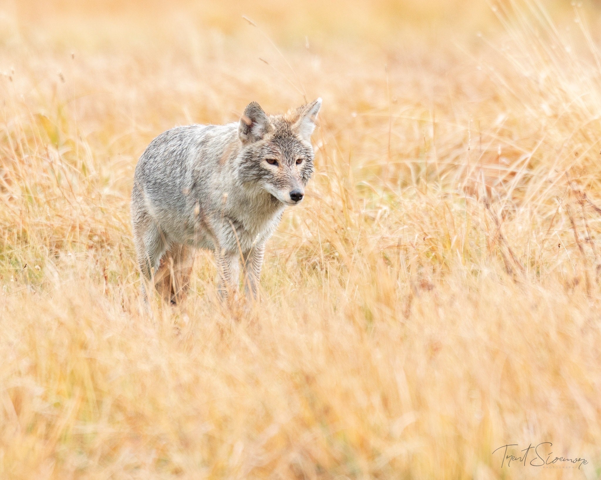Yellowstone Fall - 2026