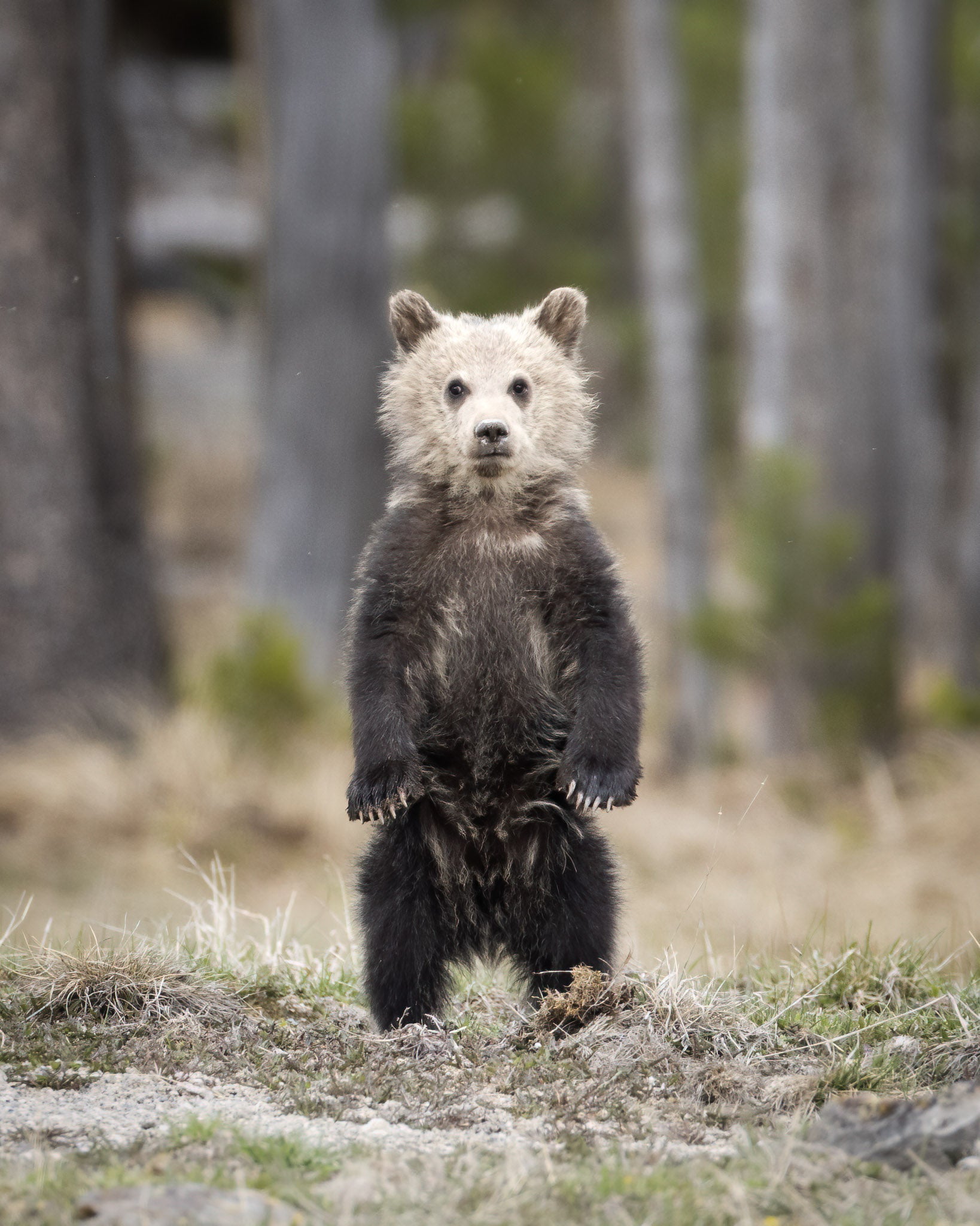 Yellowstone Spring - 2026