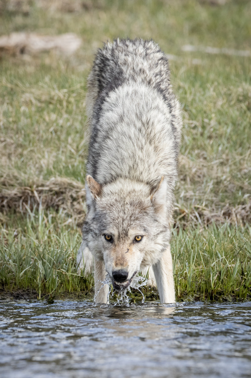 Yellowstone Spring - 2026