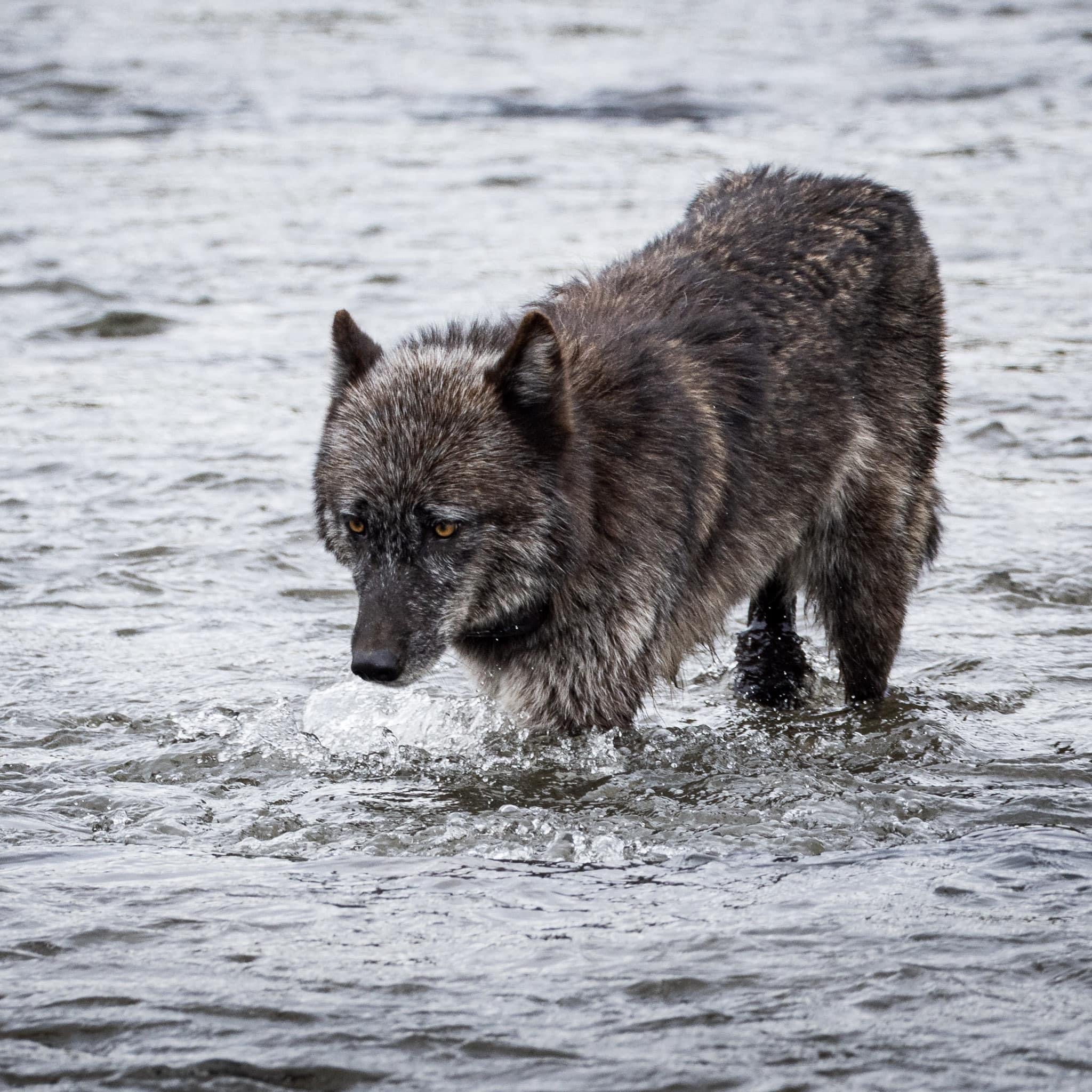 Yellowstone Spring - 2026
