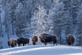 Yellowstone Winter - 2026