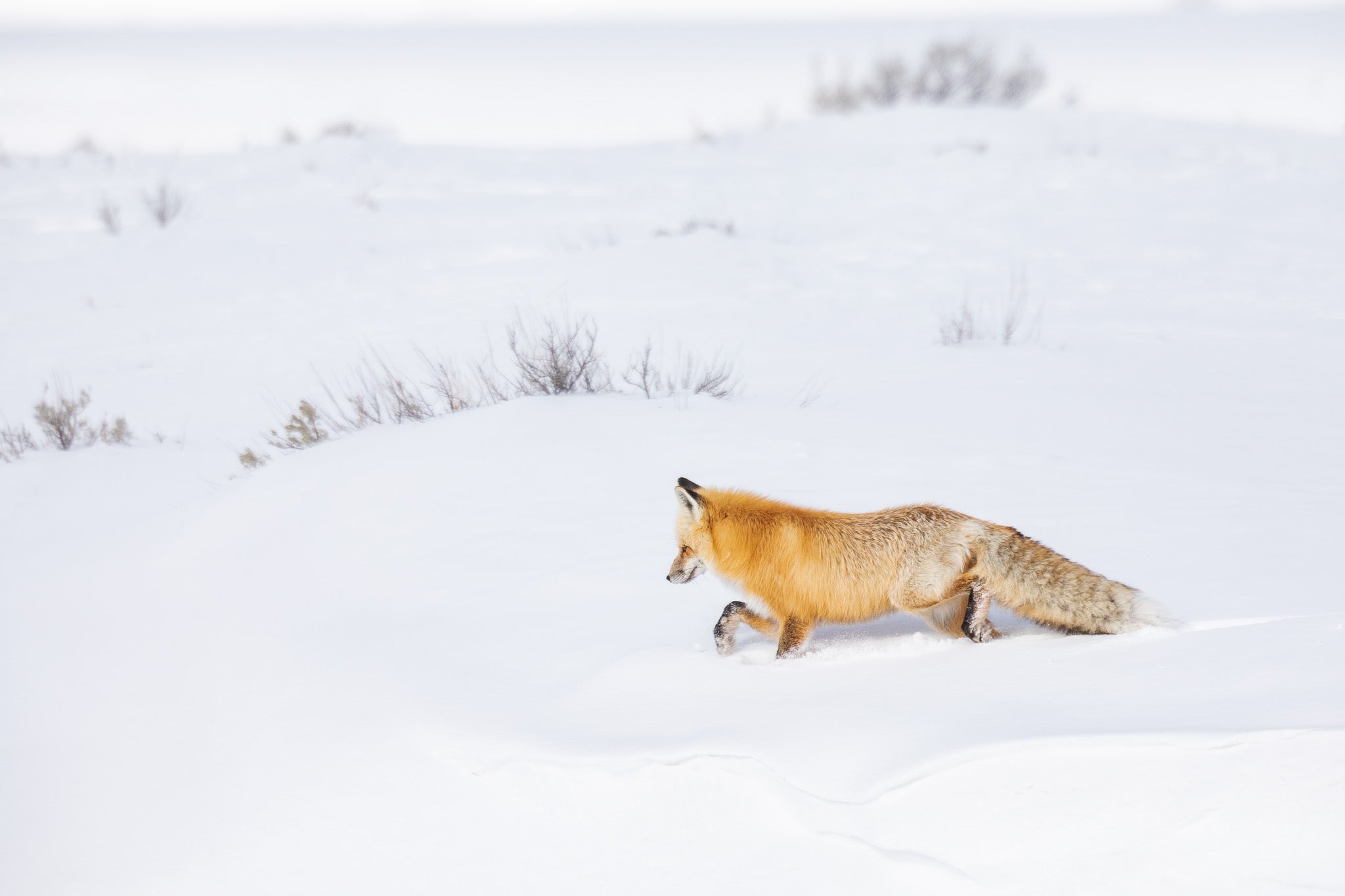 Yellowstone Winter 2025 Wildlife Photography Yellowstone