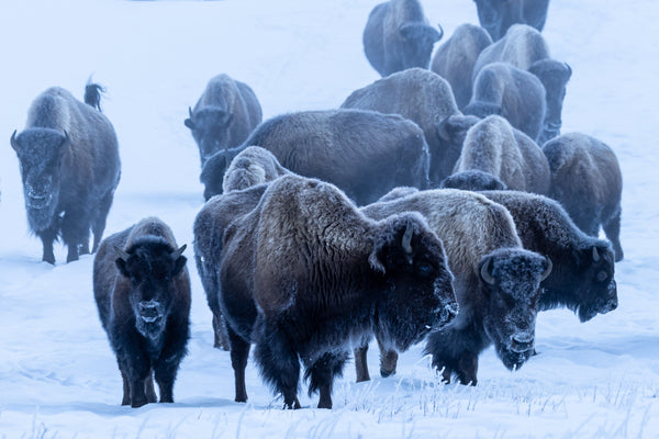 Yellowstone Winter - 2026