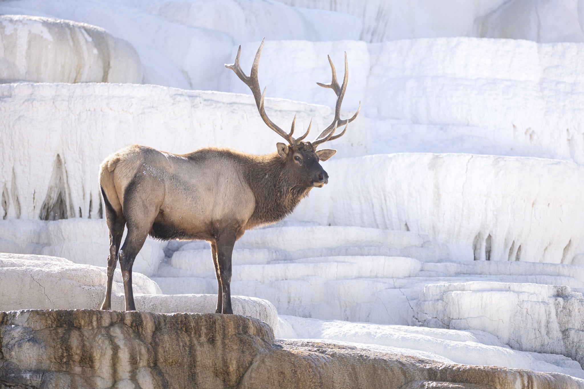 Yellowstone Fall - 2025