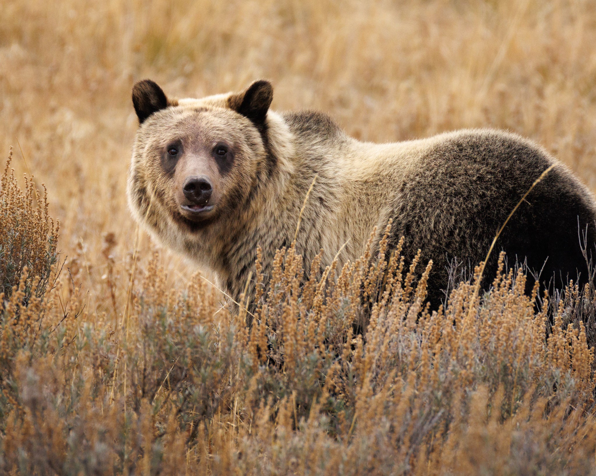 Yellowstone Fall - 2026