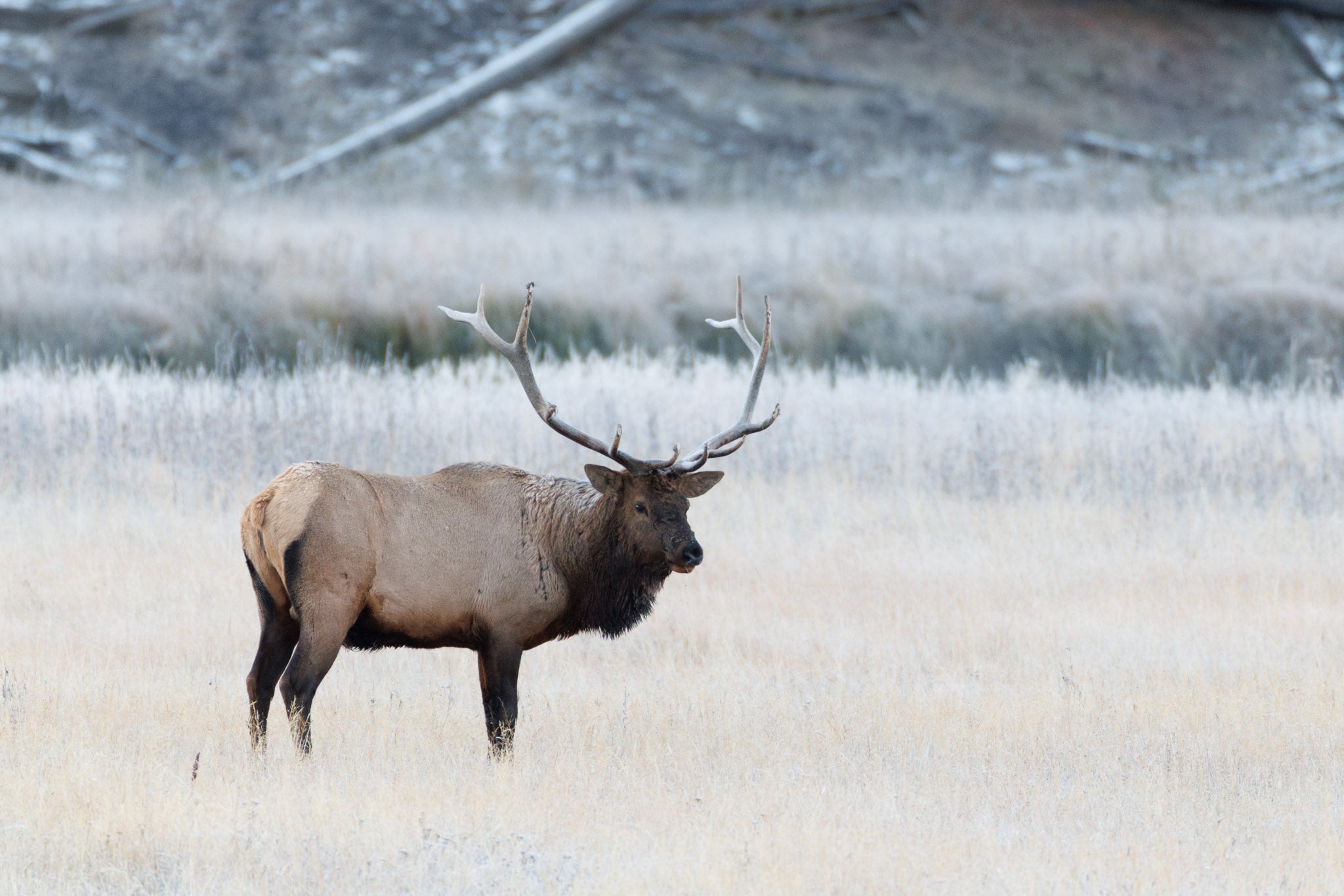 Yellowstone Fall - 2026
