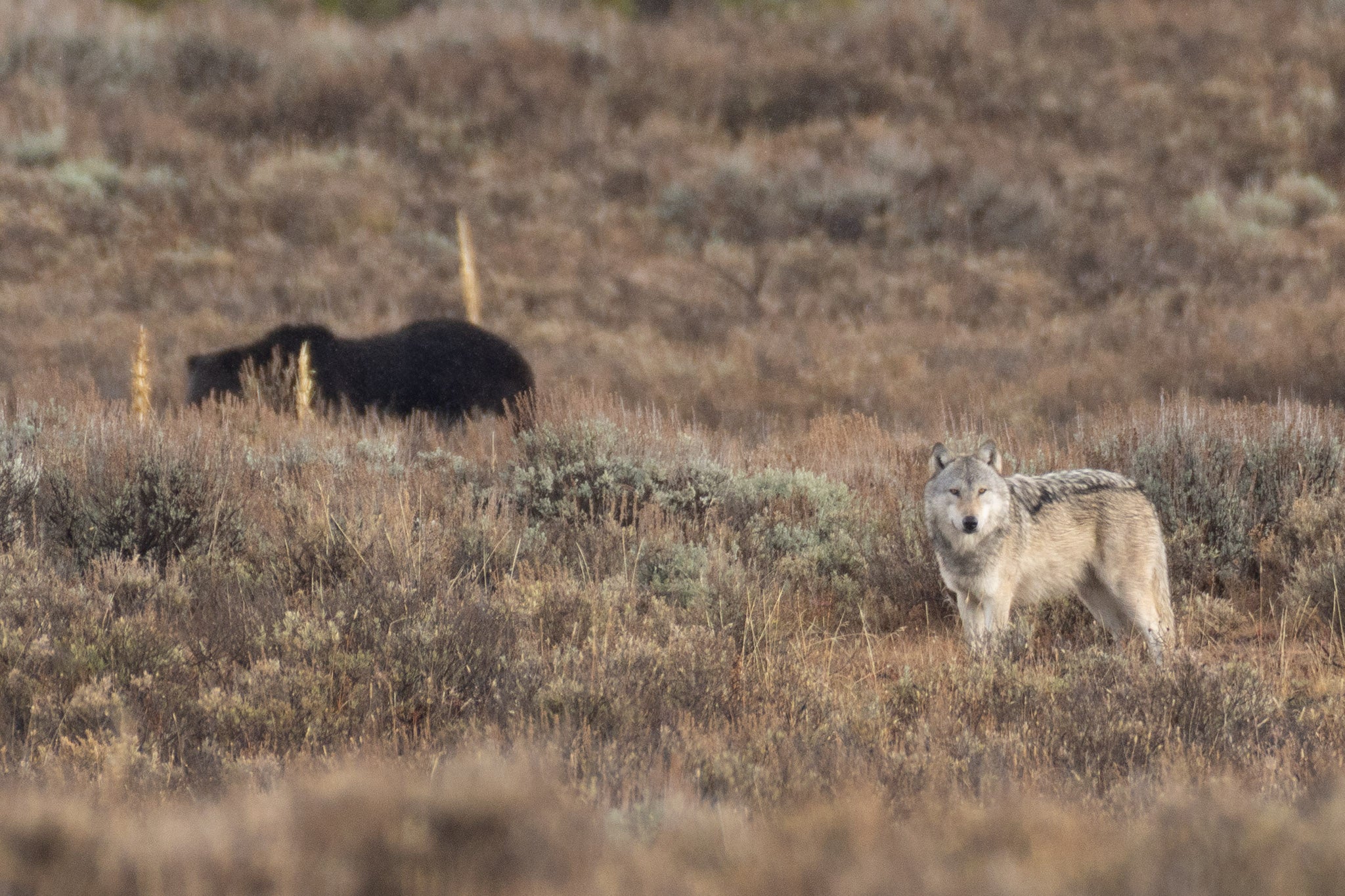 Yellowstone Fall - 2026