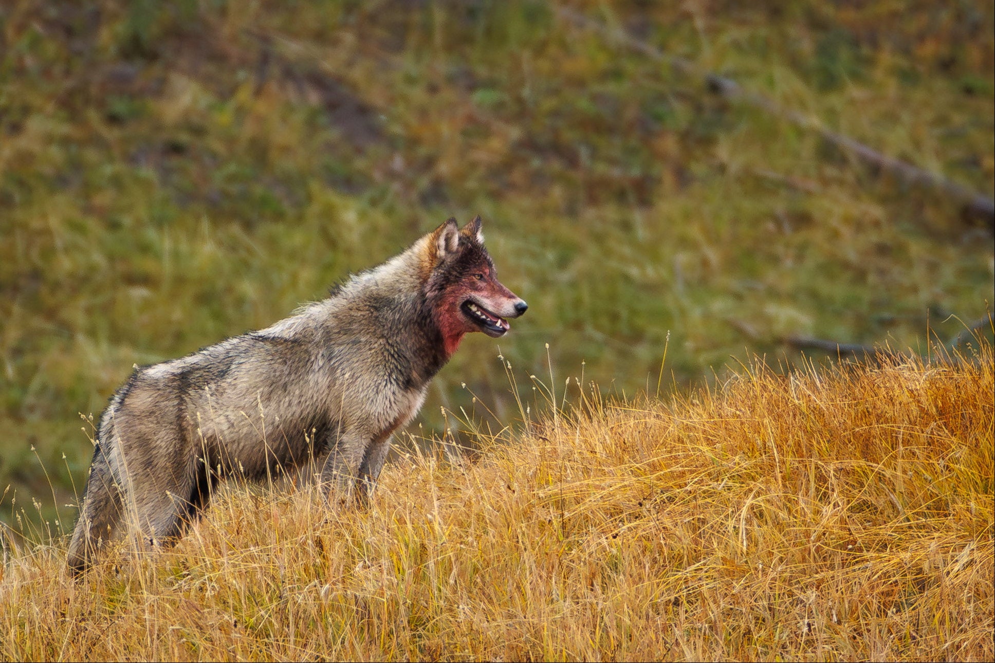Yellowstone Fall - 2026