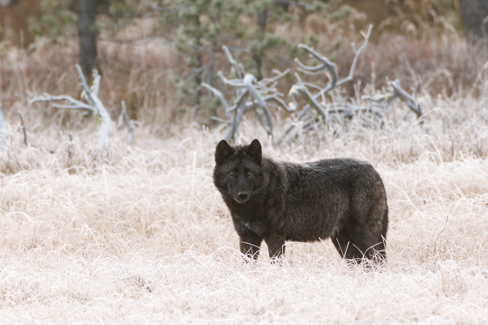 Yellowstone Fall - 2026