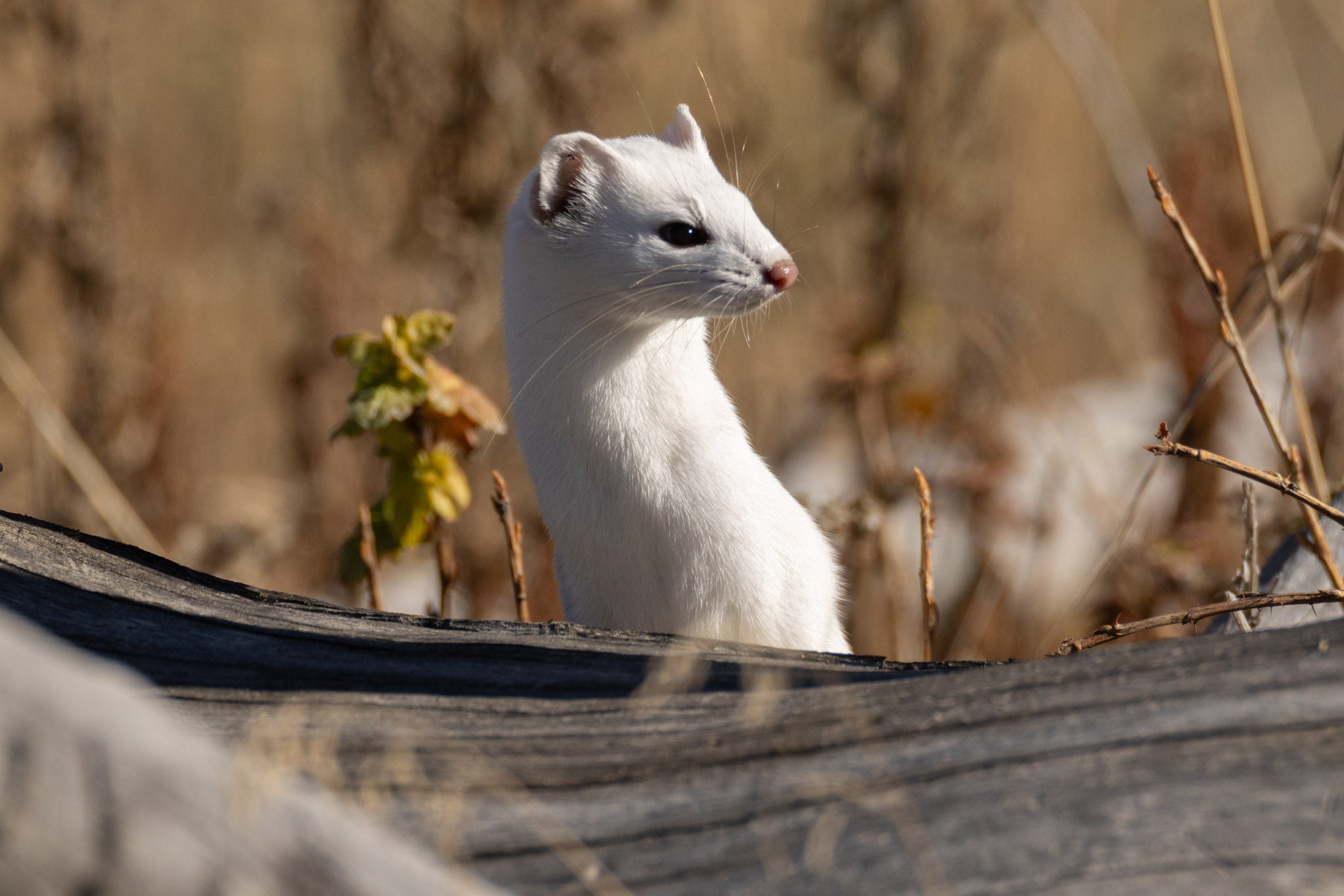 Yellowstone Fall - 2026