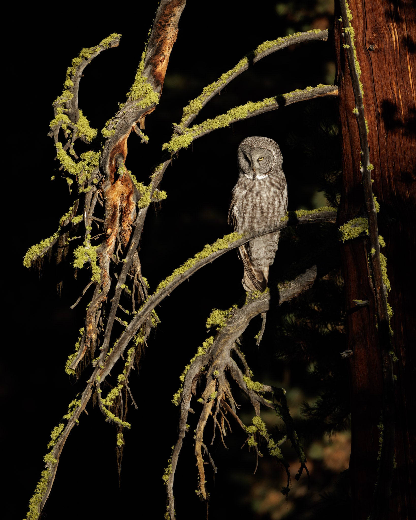 Yellowstone Fall - 2026