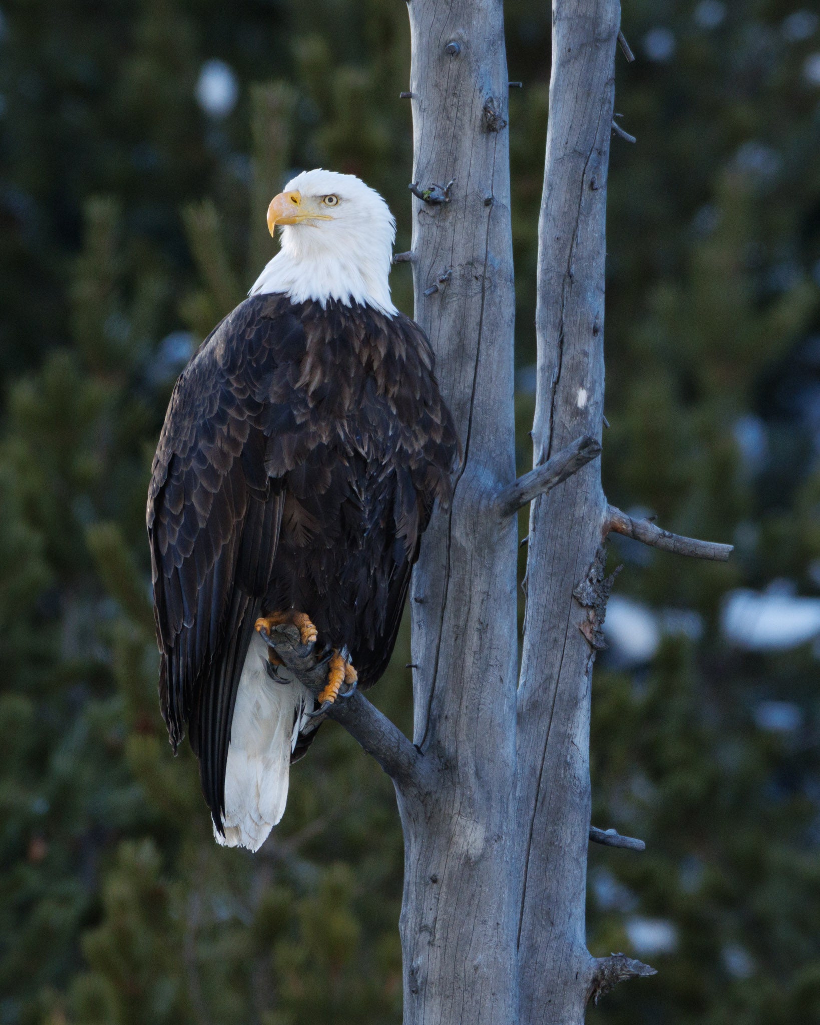 Yellowstone Winter 2026-2027