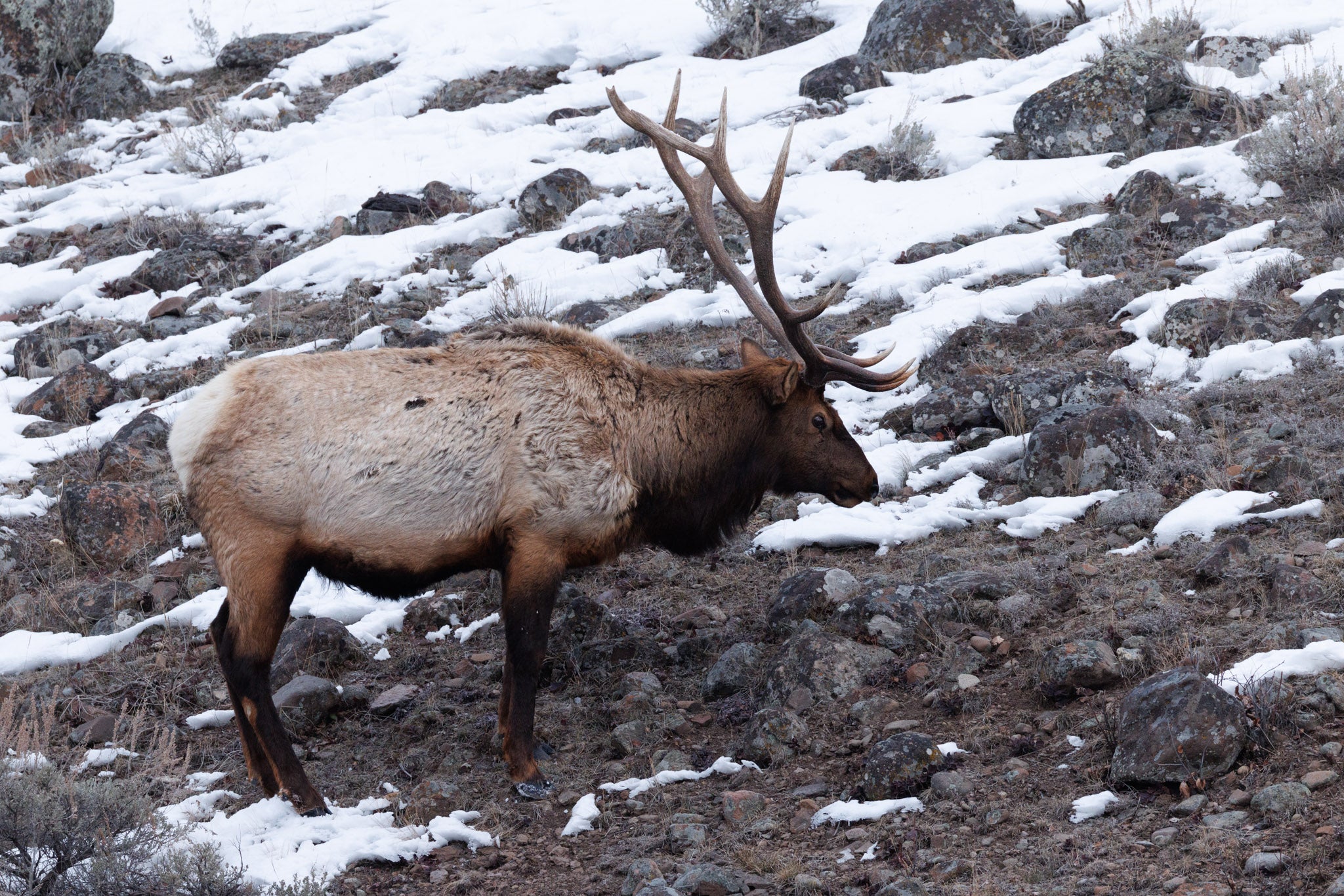 Yellowstone Winter 2026-2027