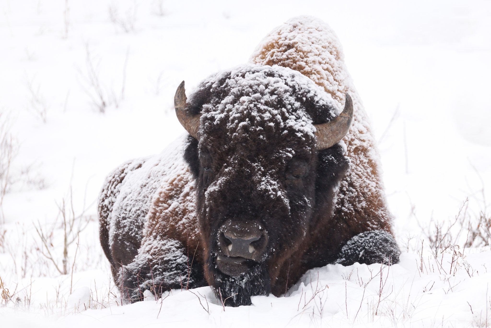 Yellowstone Winter 2026-2027