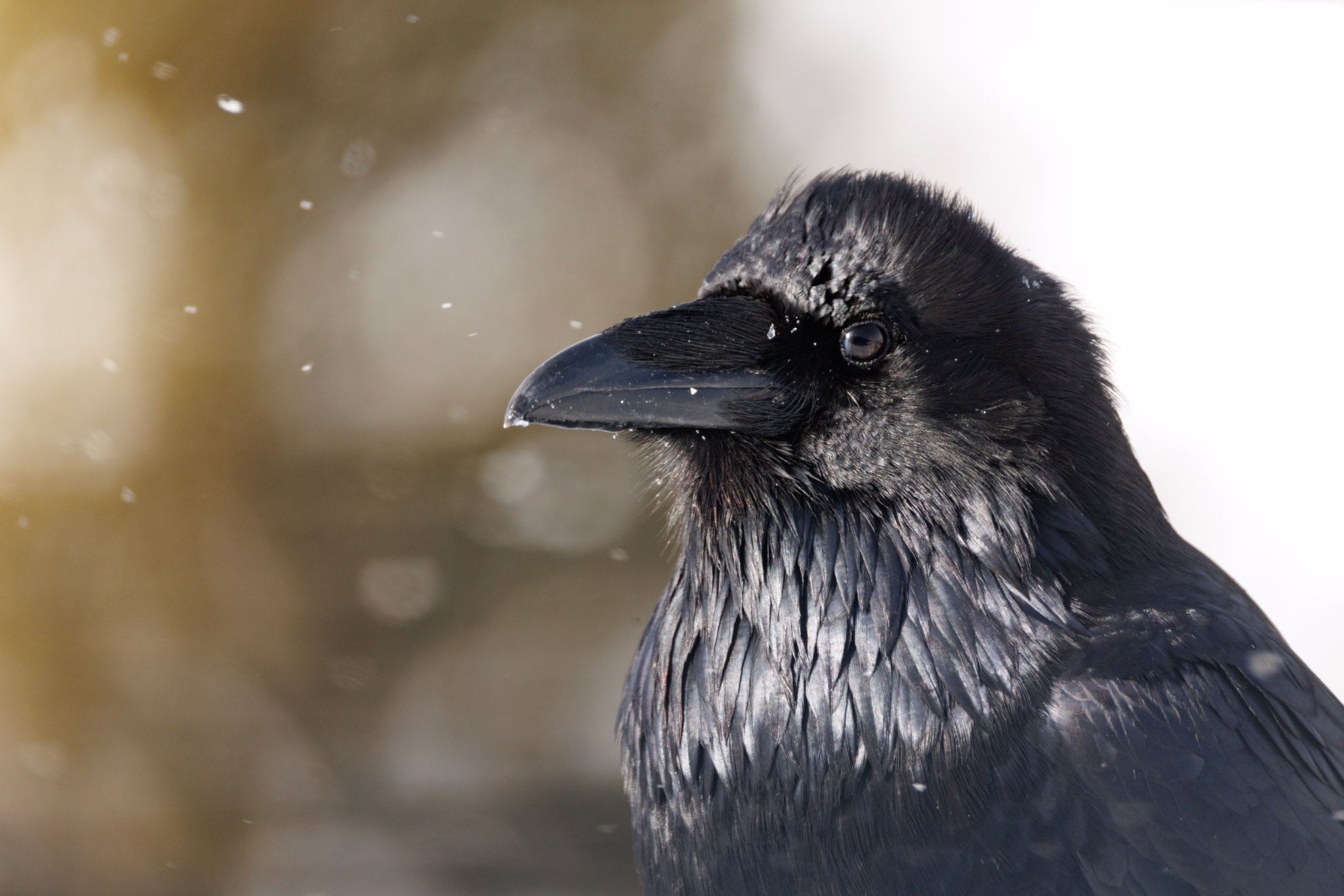 Yellowstone Winter 2026-2027