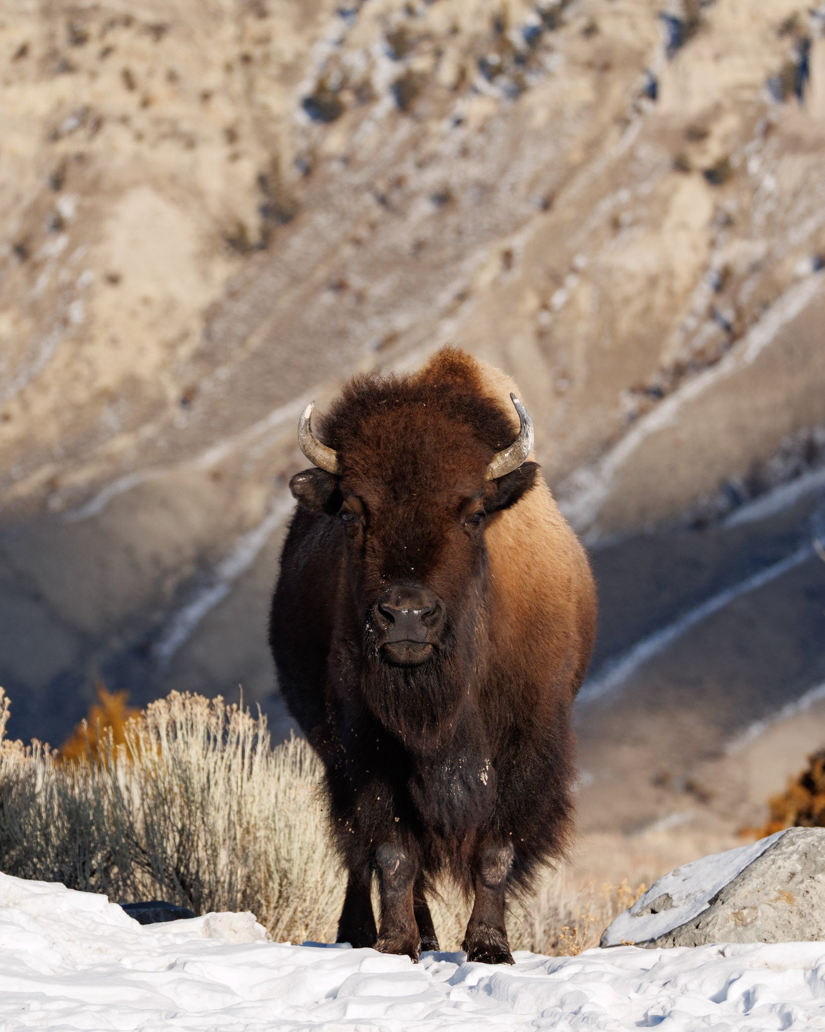 Yellowstone Winter 2026-2027