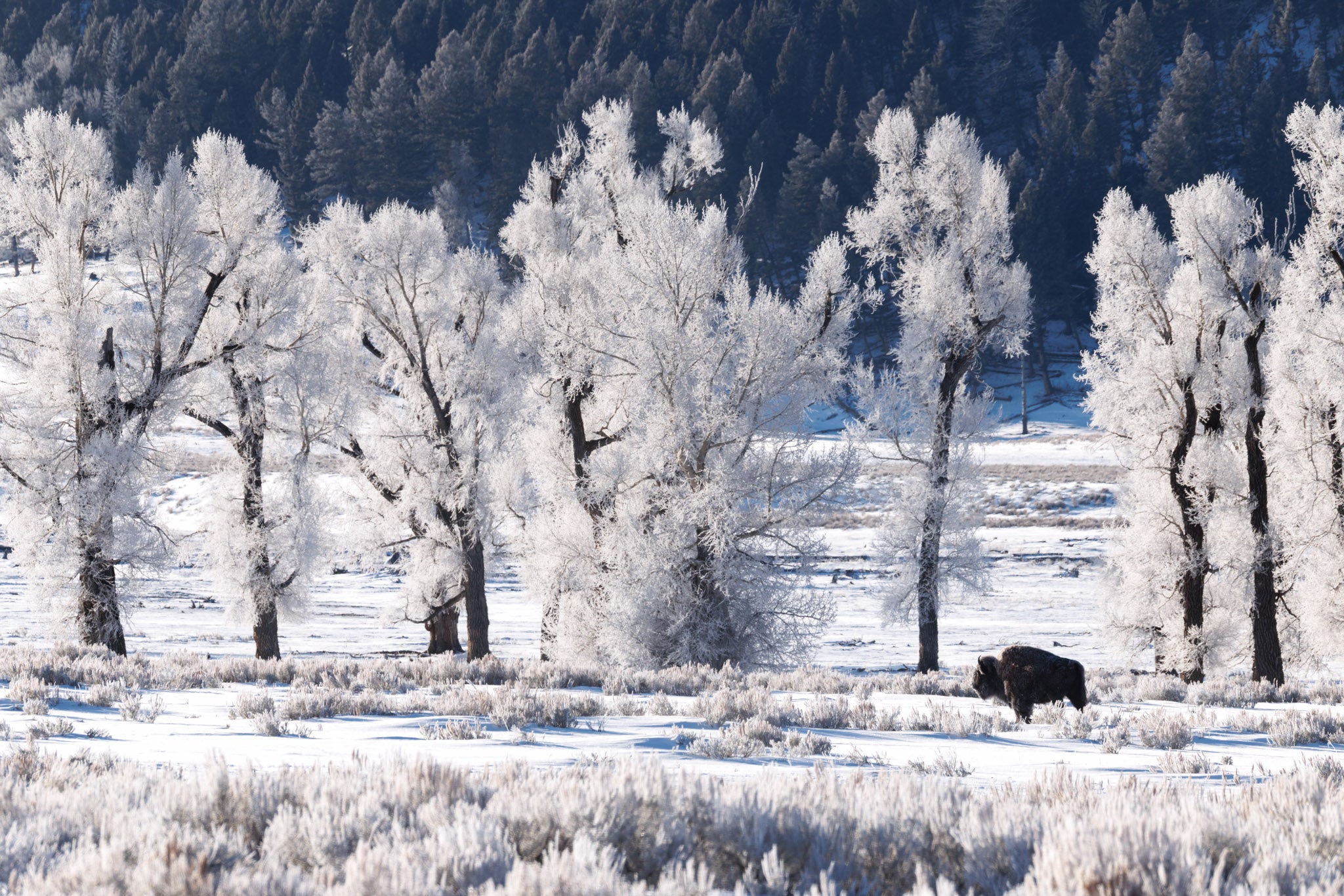 Yellowstone Winter 2026-2027
