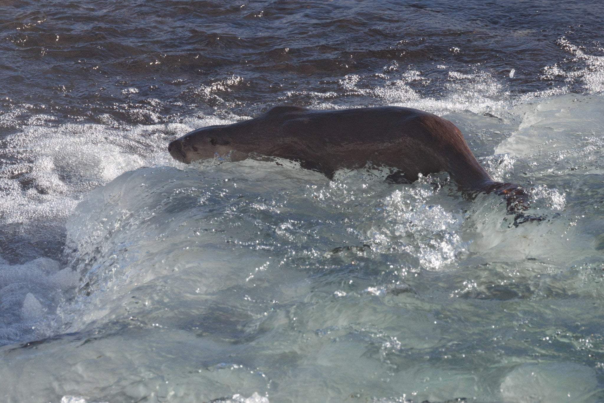 Yellowstone Winter 2026-2027