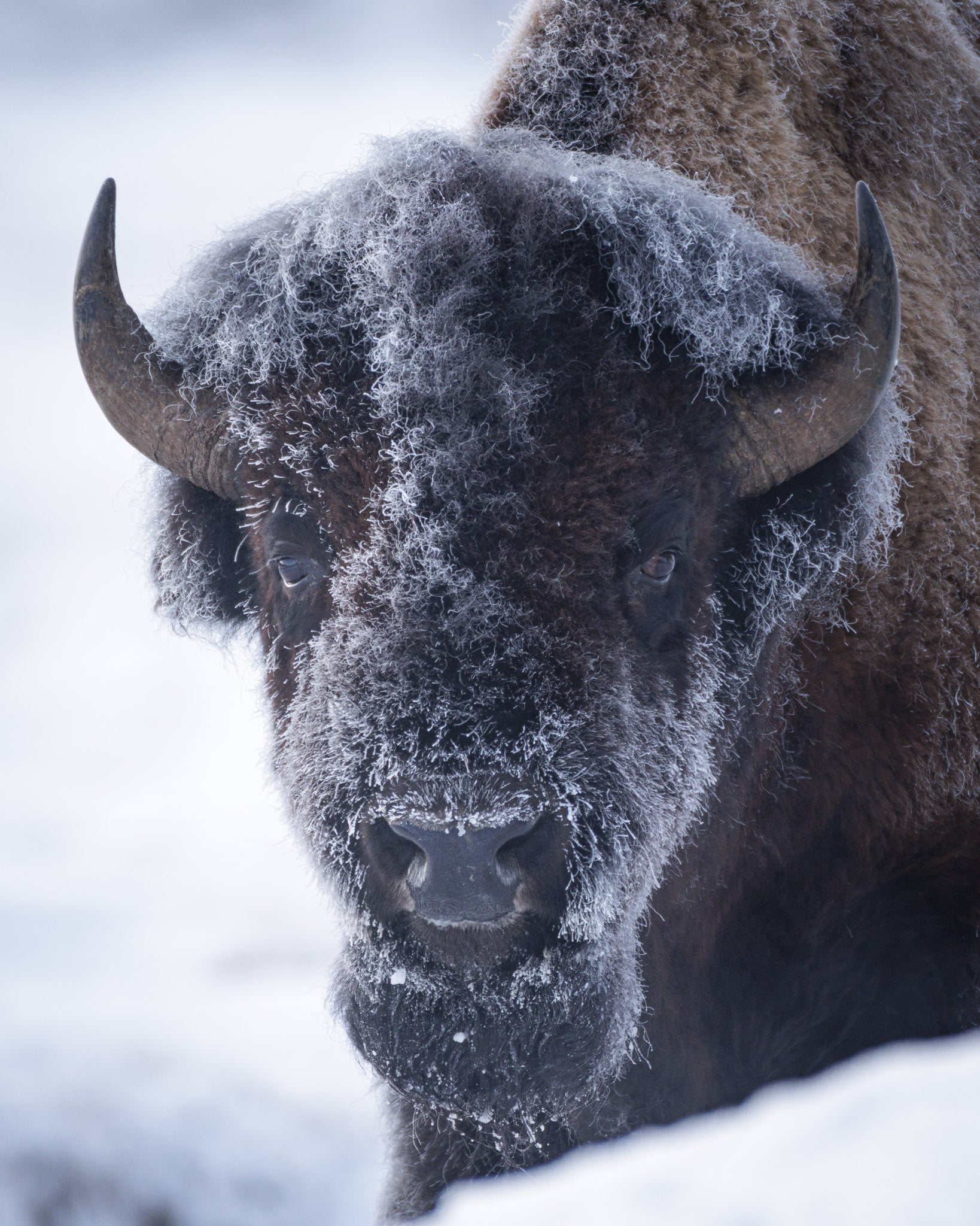 Yellowstone Winter 2026-2027