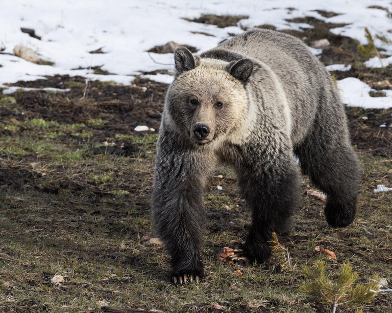 Yellowstone Spring - 2024