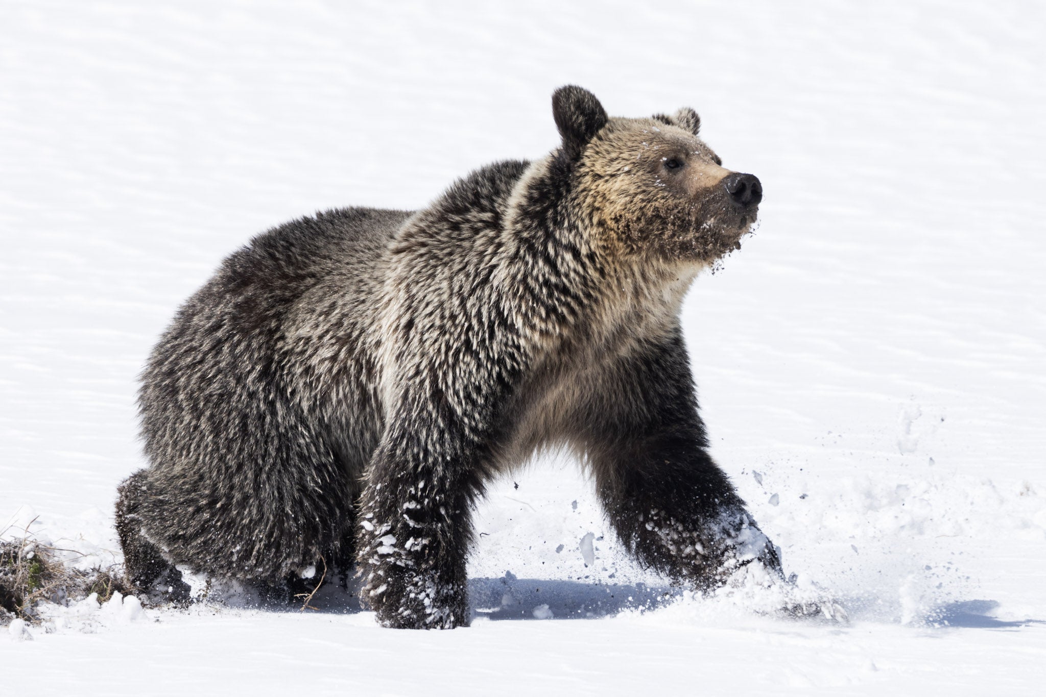 Yellowstone Spring 2025 Wildlife Photography Yellowstone