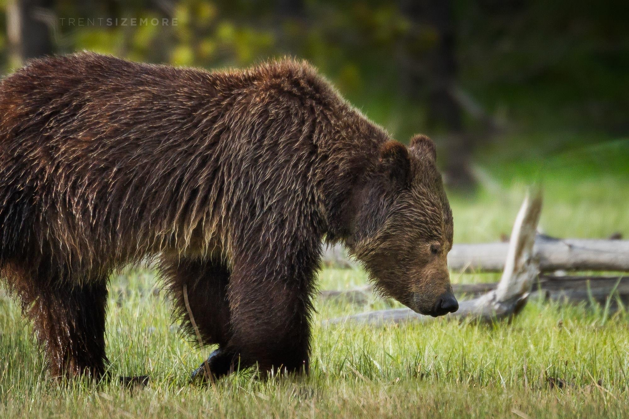 Yellowstone Spring - 2026