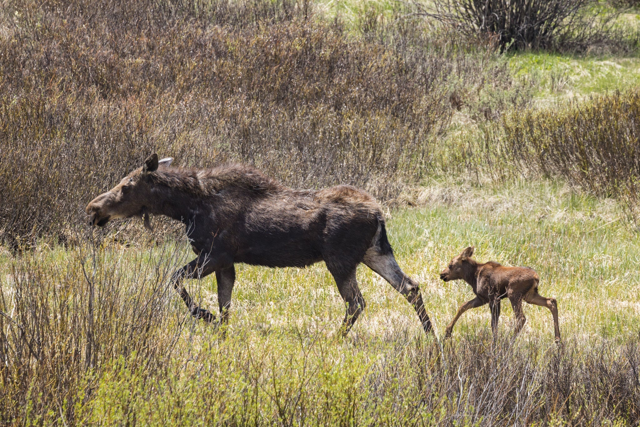 Yellowstone Spring - 2026
