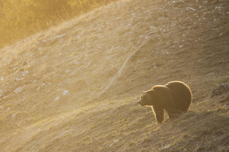 Yellowstone Spring - 2024