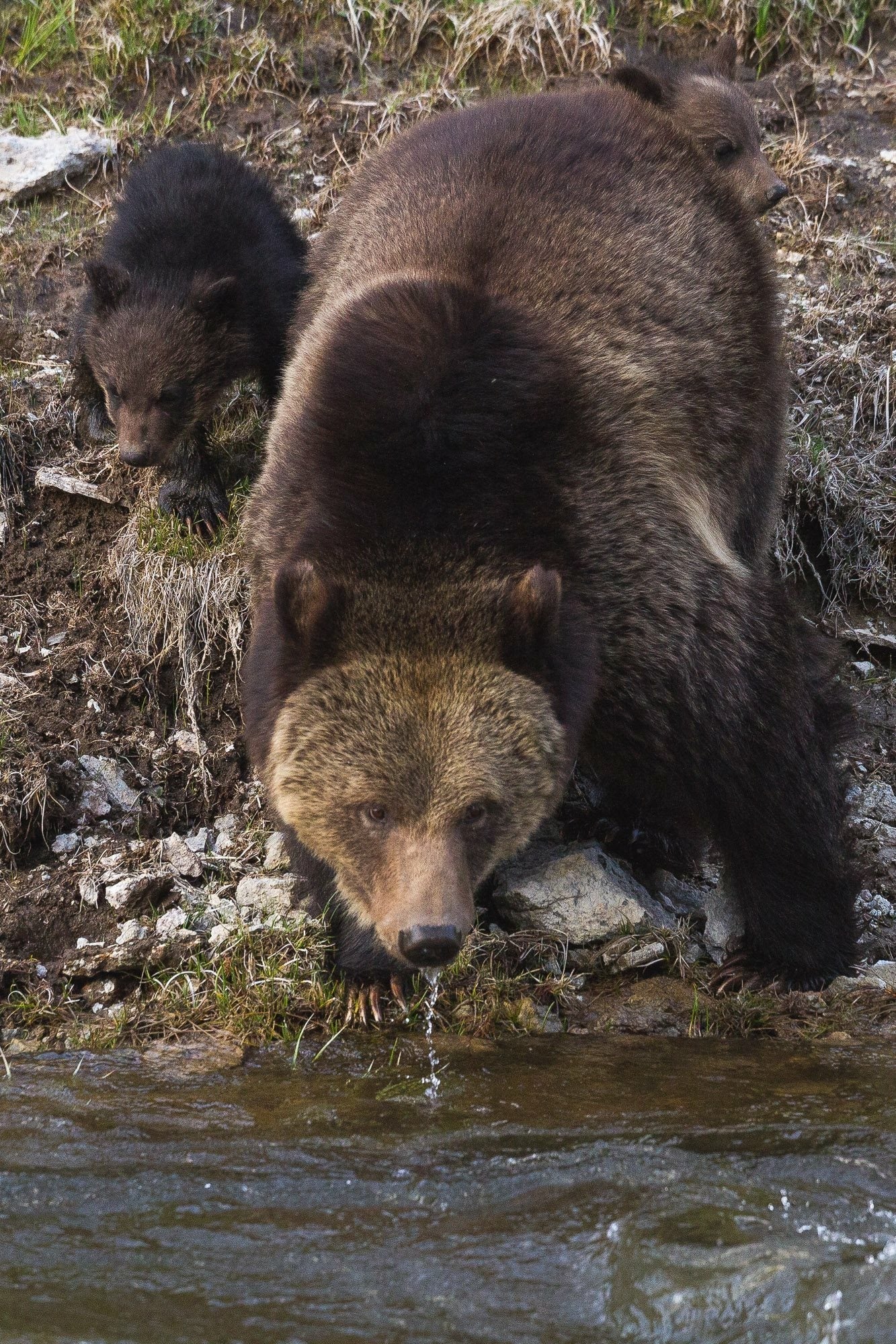 Yellowstone Spring - 2026