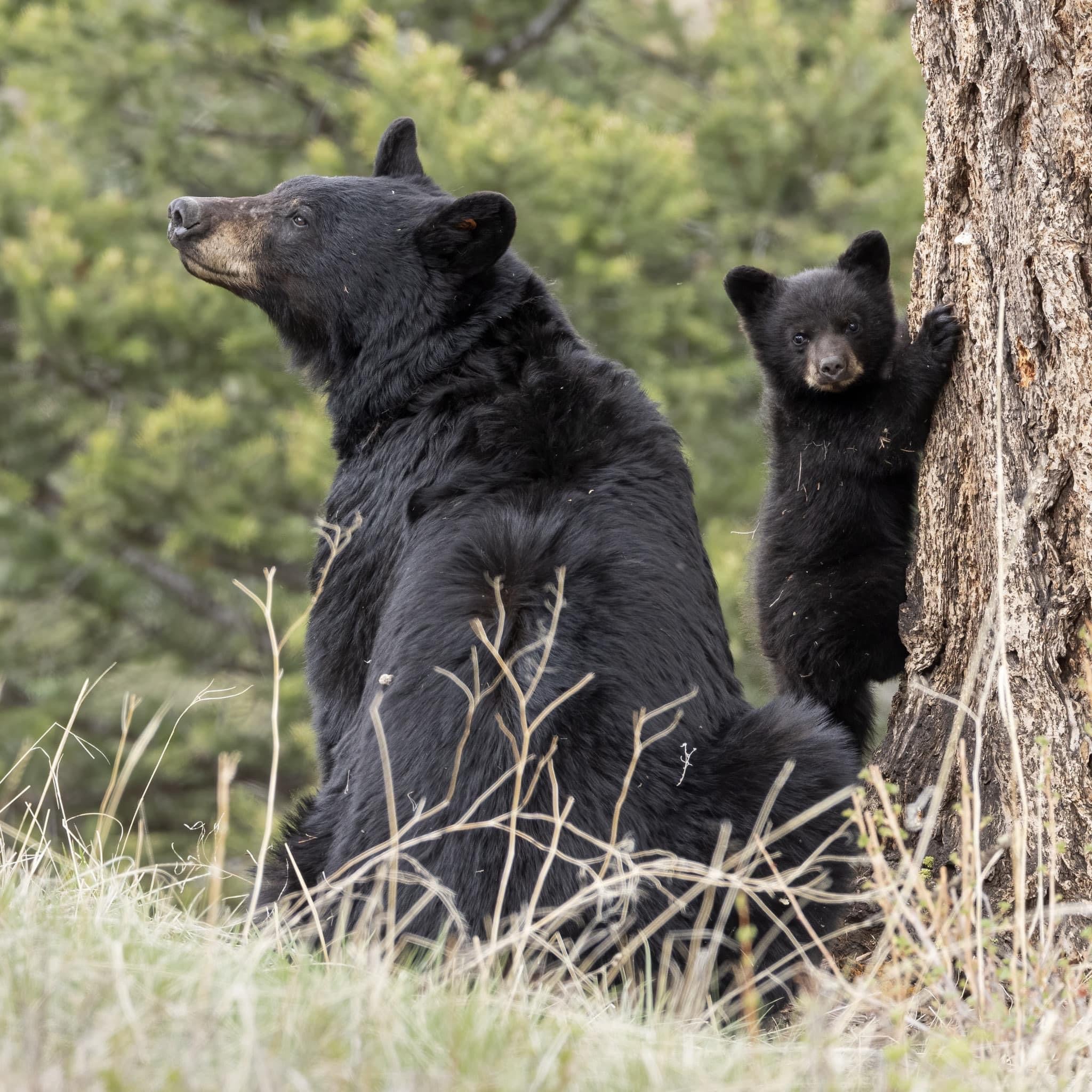 Yellowstone Spring - 2026
