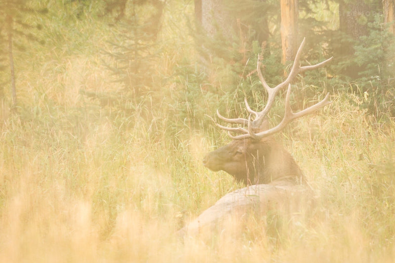 Yellowstone Fall - 2023